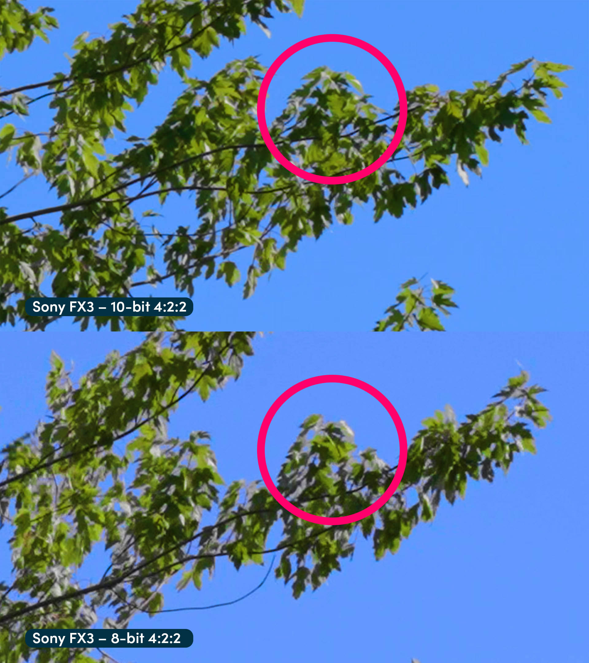 
Side-by-side comparison of a shot of tree branches being moved by the wind. On the top, there is a shot filmed with a Sony FX3 in 10-bit, and on the bottom, there is a shot filmed with a Sony FX3 in 8-bit.

