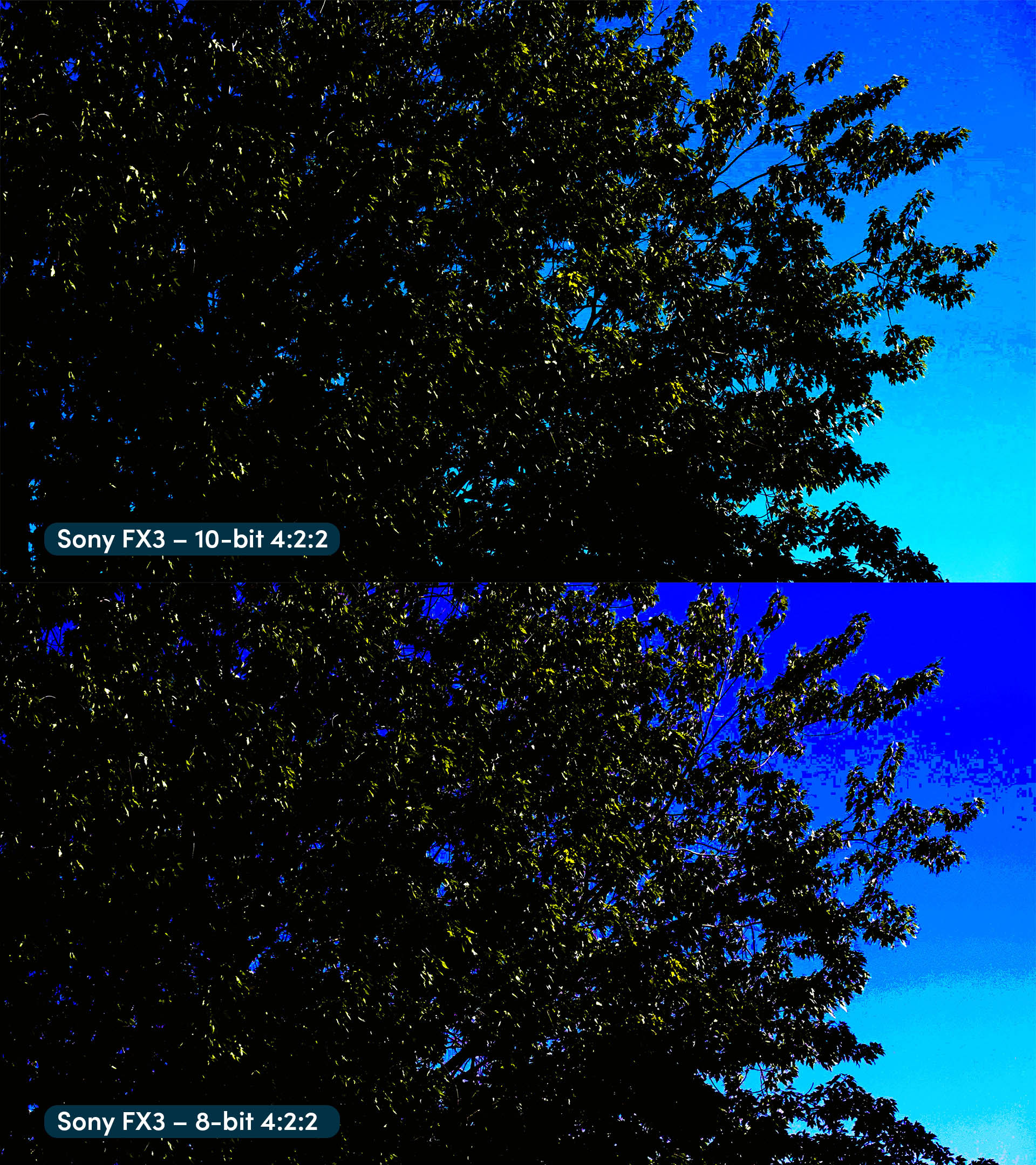 Vergleich einer Aufnahme von Baumzweigen, die vom Wind bewegt werden, mit einer extremen Farbkorrektur. Oben eine Aufnahme, die mit einer Sony FX3 in 10-Bit gefilmt wurde, und unten eine Aufnahme, die mit einer Sony FX3 in 8-Bit gefilmt wurde.