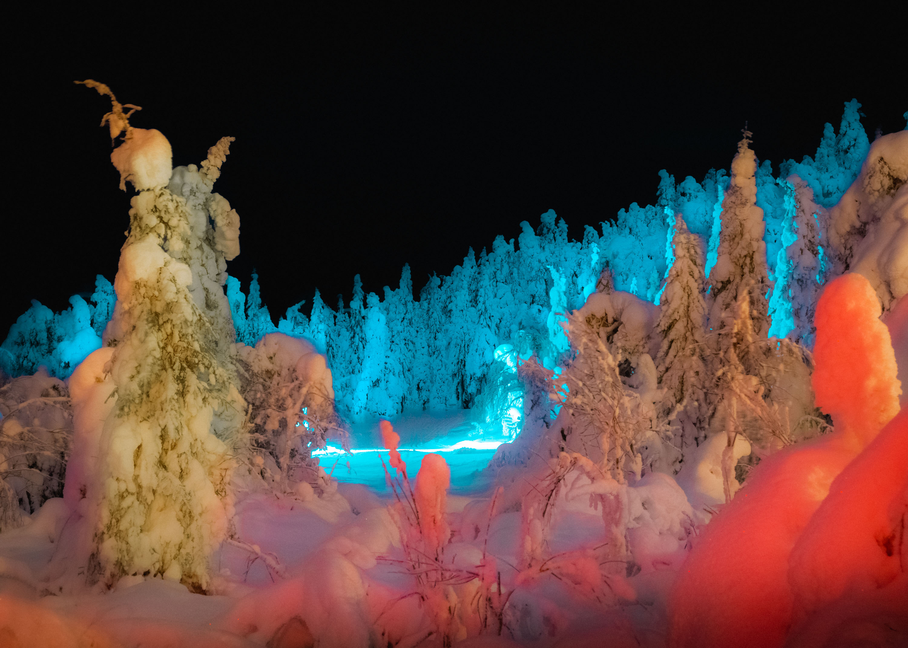 Trees covered in snow lit up by blue and orange lights.