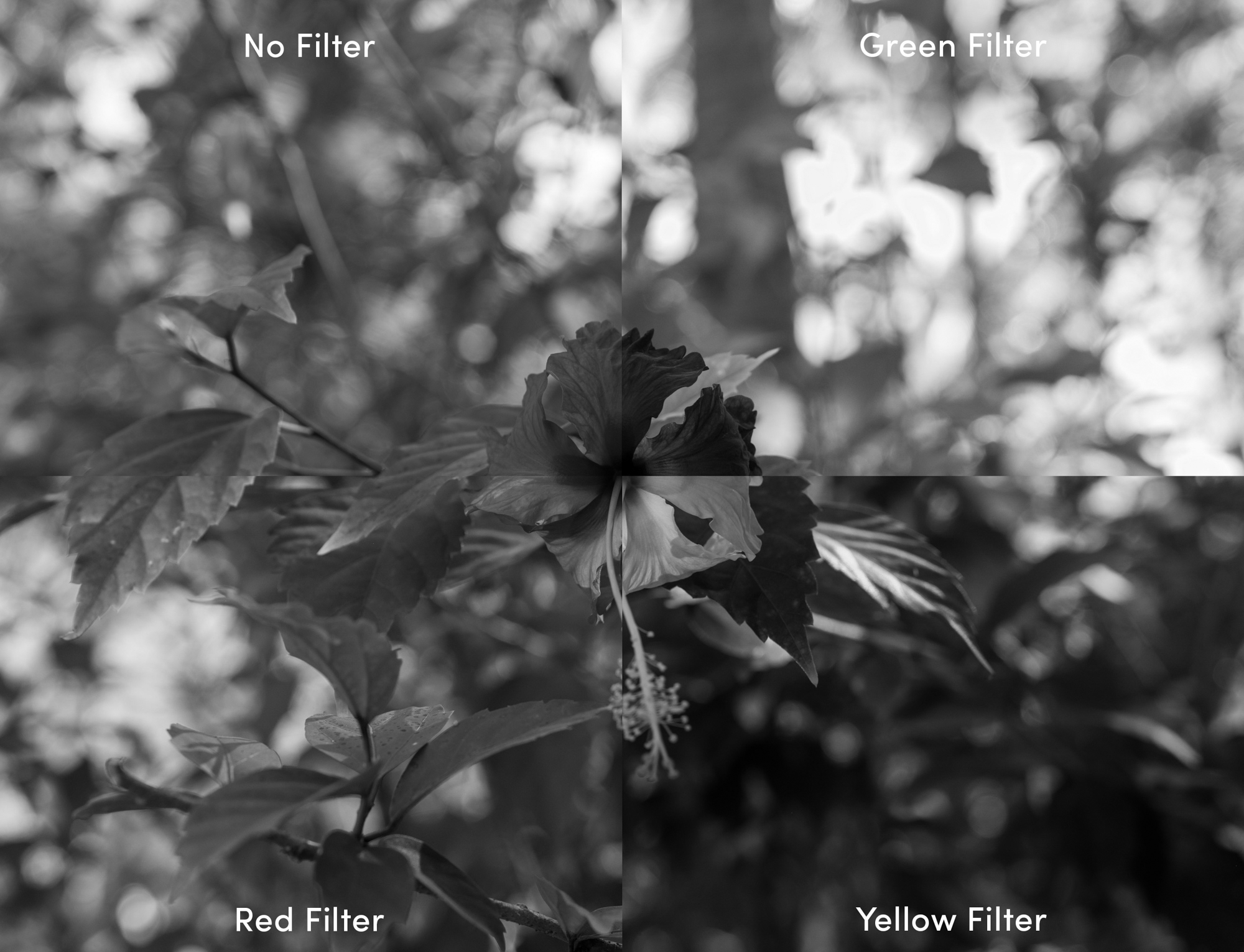 Een afbeelding van bloemen verdeeld in vier vierkanten, waarbij het gebruik van groene, rode, gele en geen filters wordt gedemonstreerd.