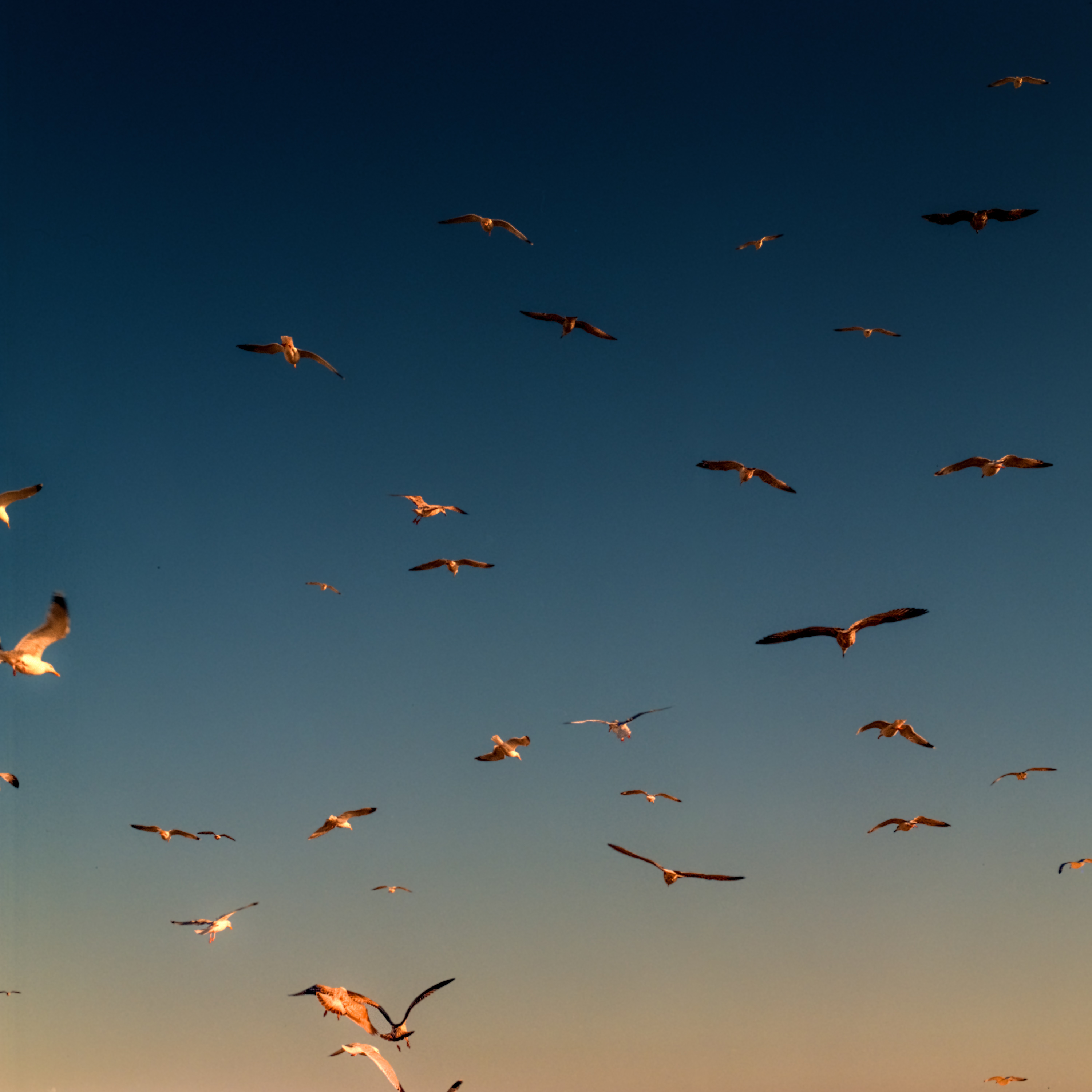 Birds in the sky shot on Kodak Gold 200 120mm medium format film