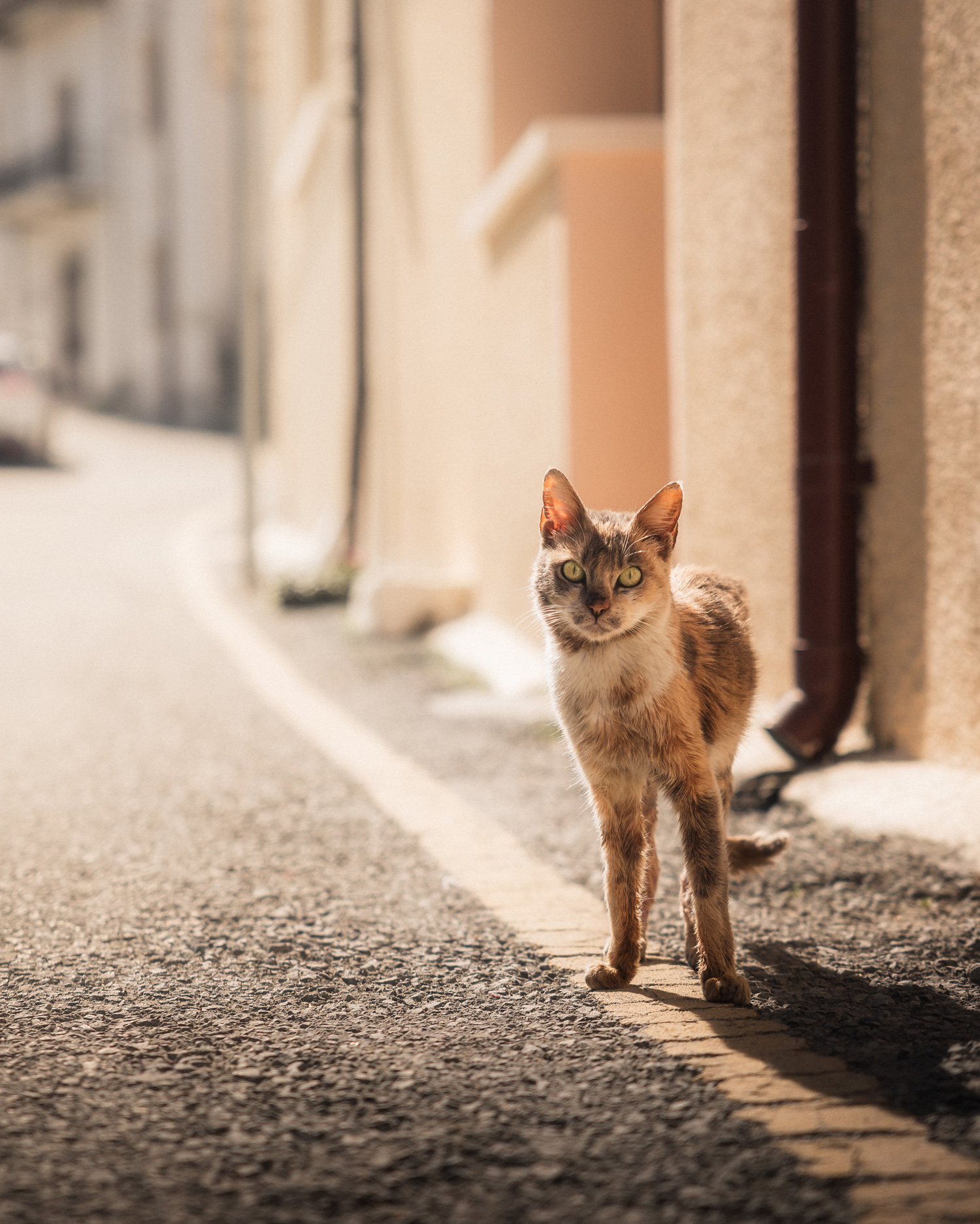 A cat stood outside on a road outside a building.