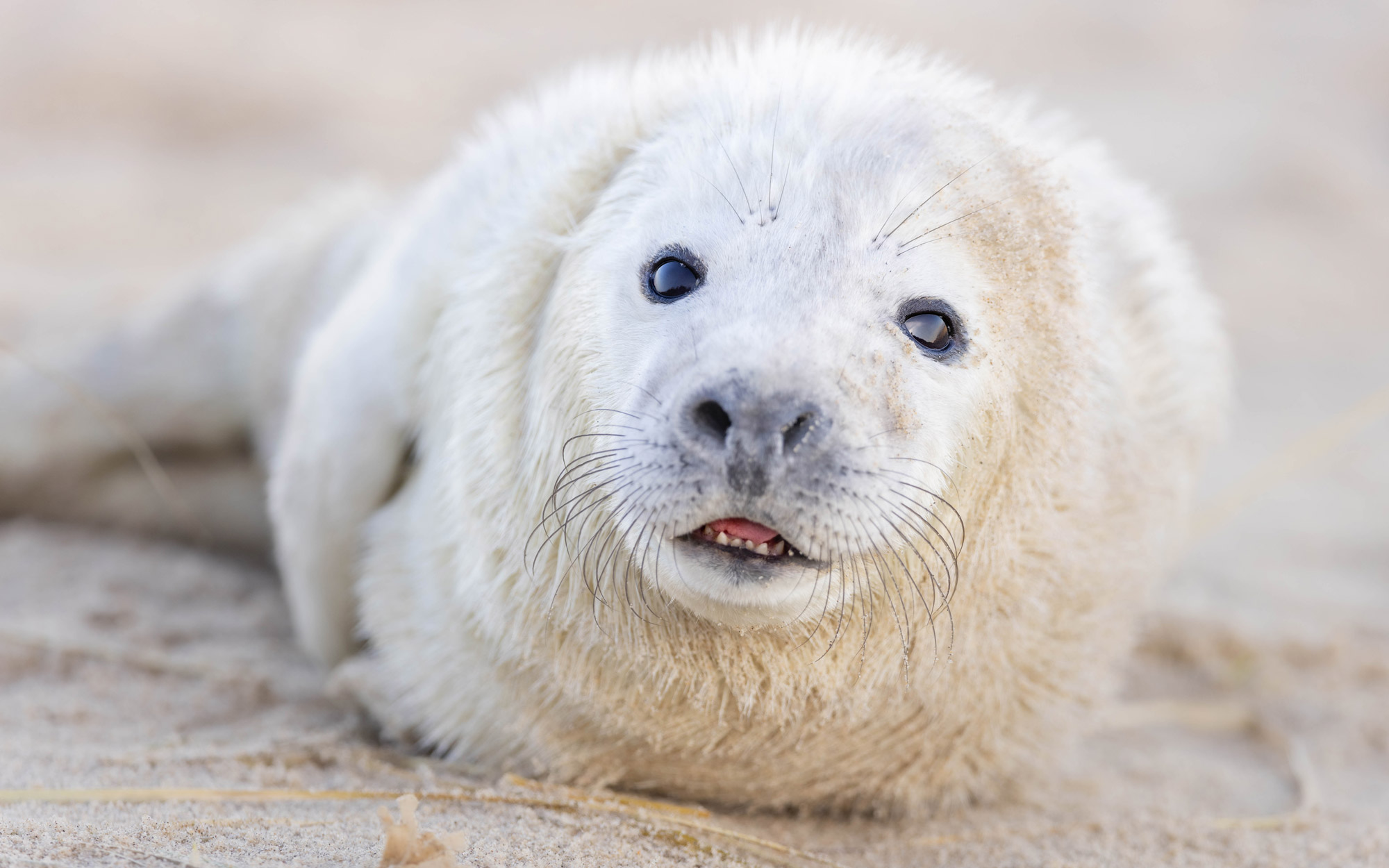 a seal pup lying on sand