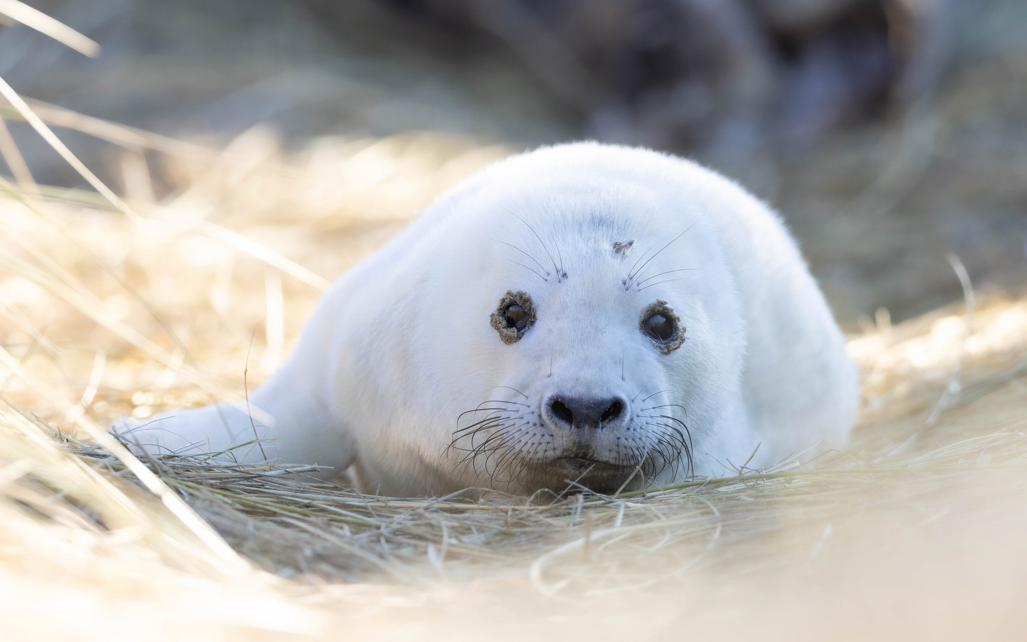 A white seal pup lying on the grass with sand around its eyes