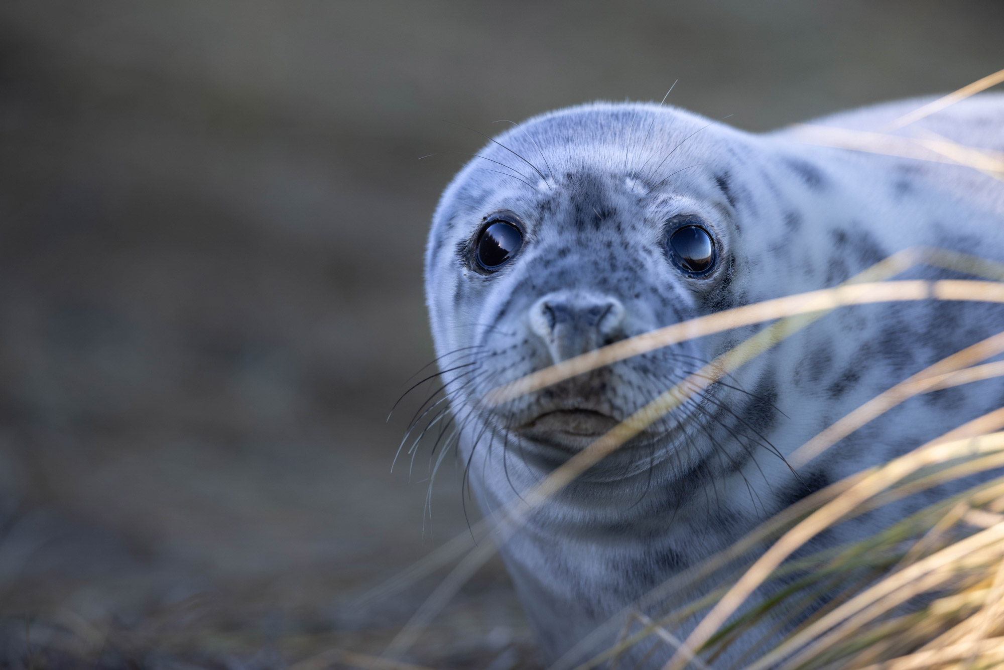 Close-up of a seal's face looking into the camera