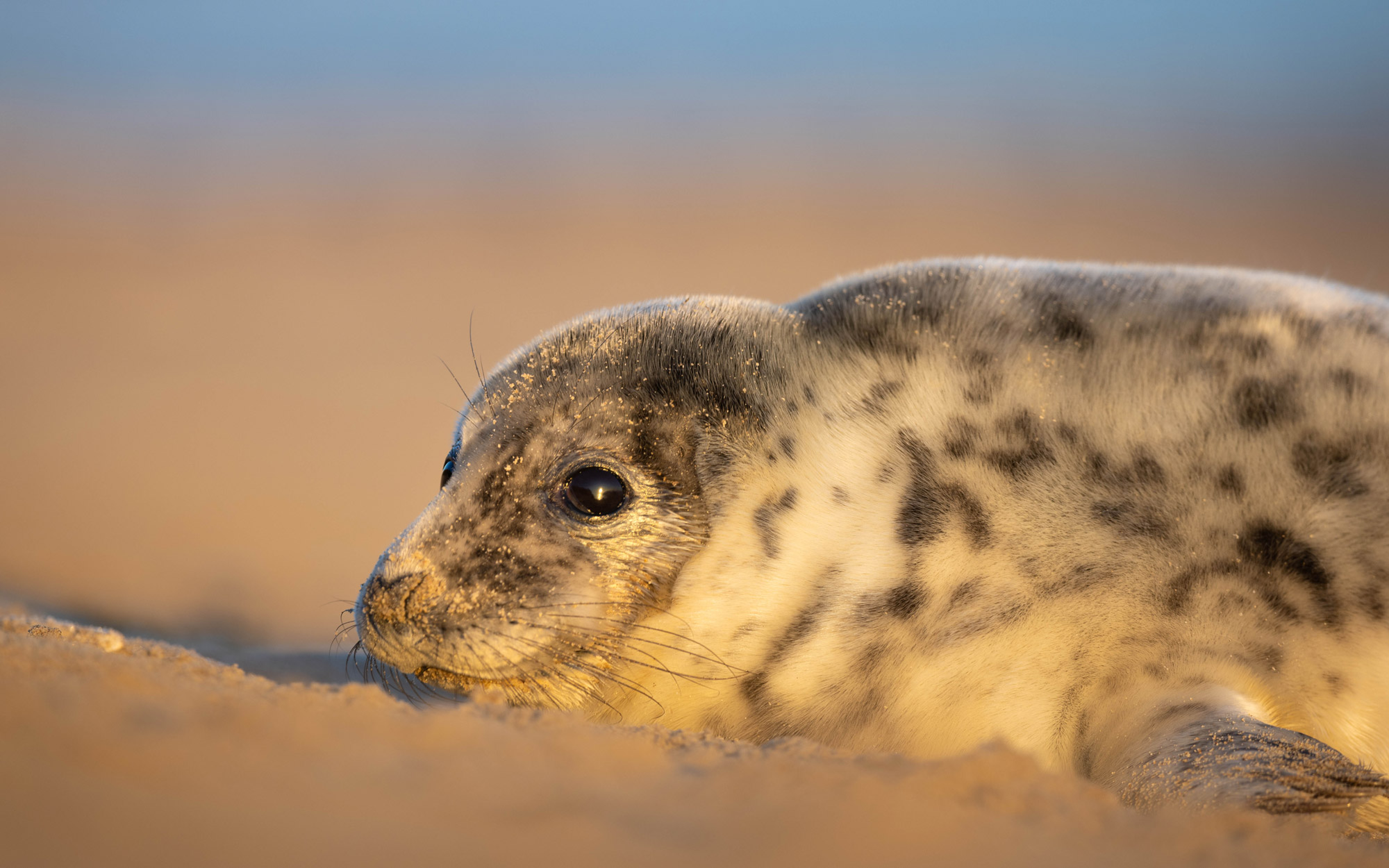 A grey and white spotted seal pup lying on sand