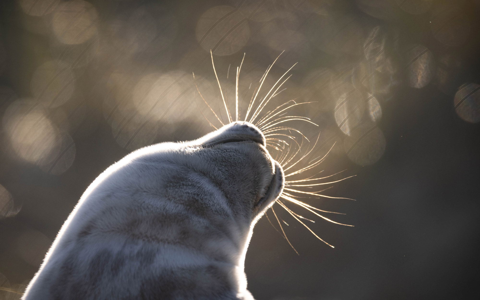A seal pup looking up at the sky with its whiskers illuminated