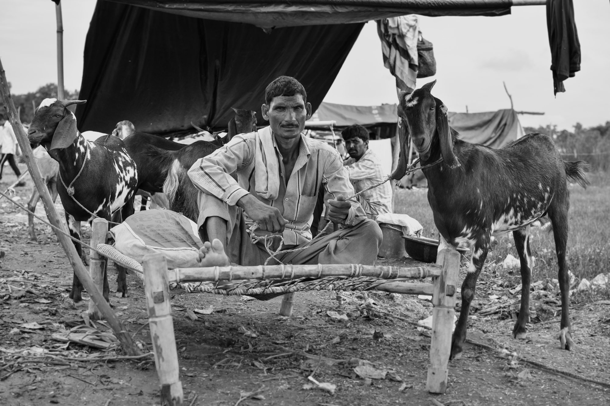 A man sitting on a wooden platform with a goat