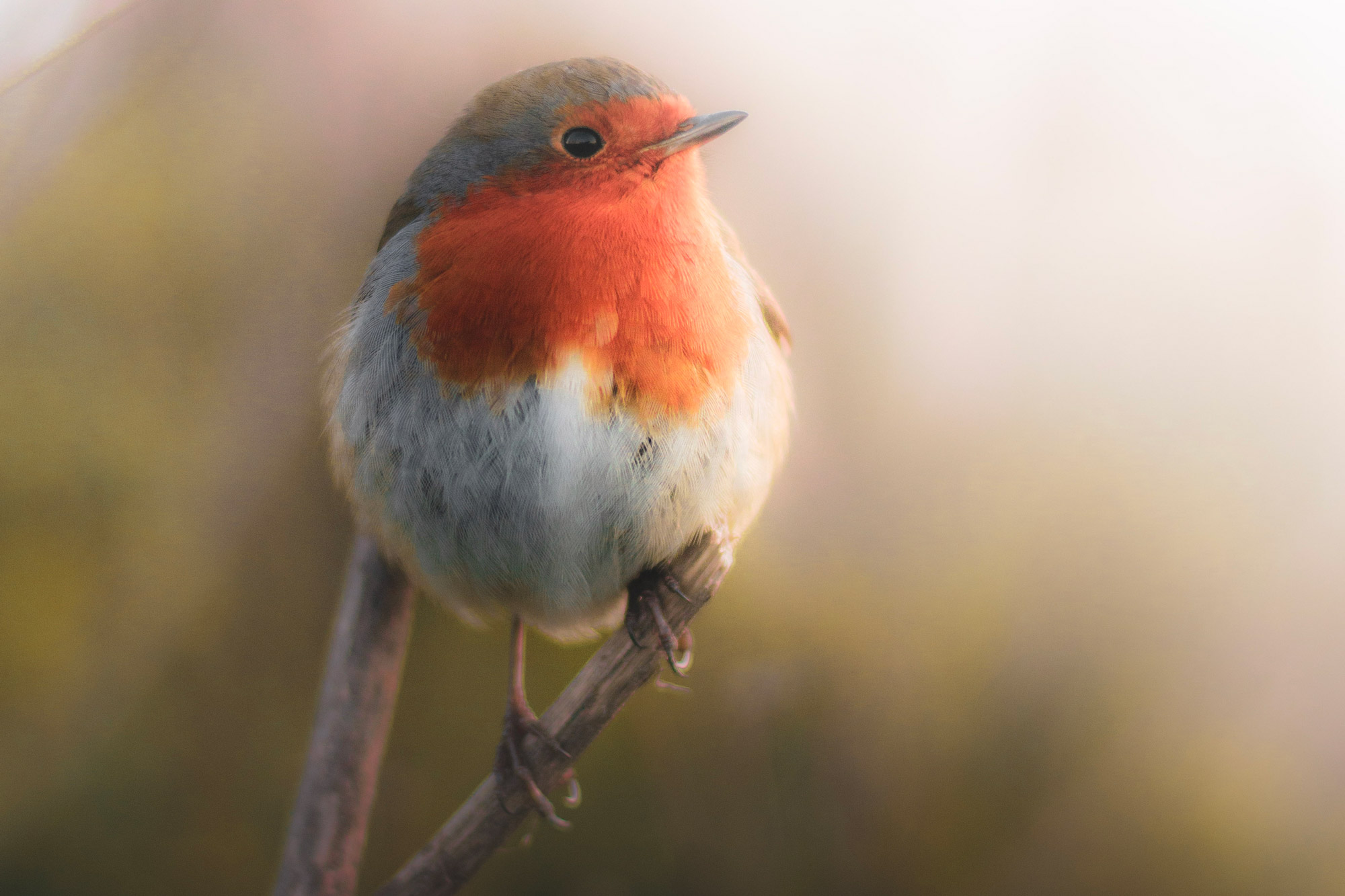 A robin standing on a branch, shot with the Nikon D3300 and 50mm lens.