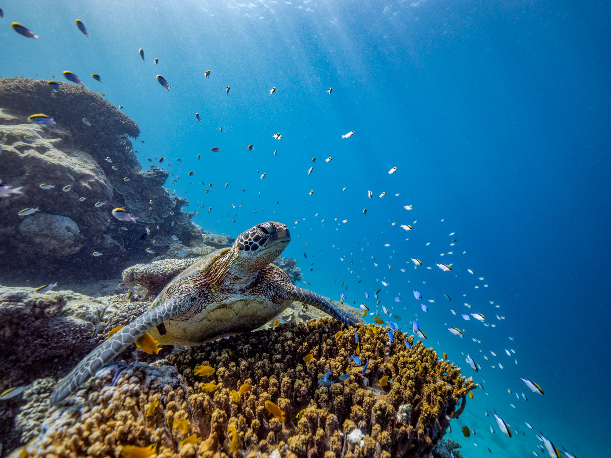 Eine Schildkröte sitzt auf einem Felsen unter Wasser mit Fischen im Hintergrund