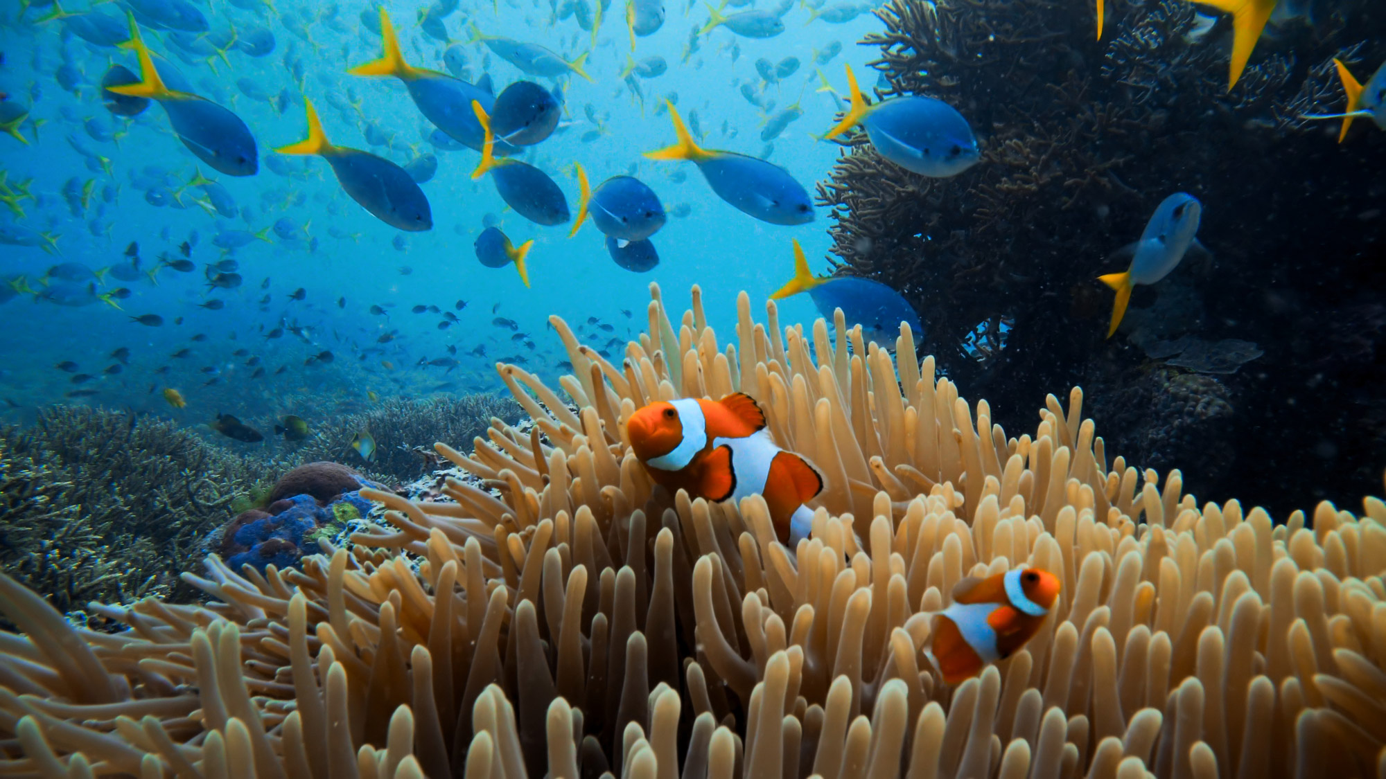Fische schwimmen inmitten eines Korallenriffs

