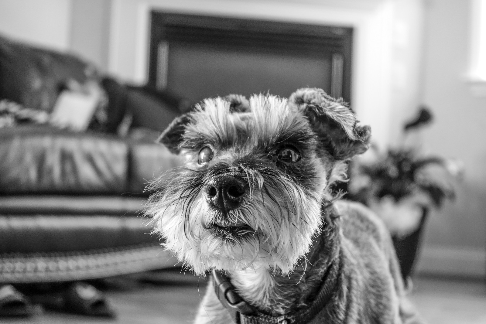 Miniature Schnauzer in black and white at home