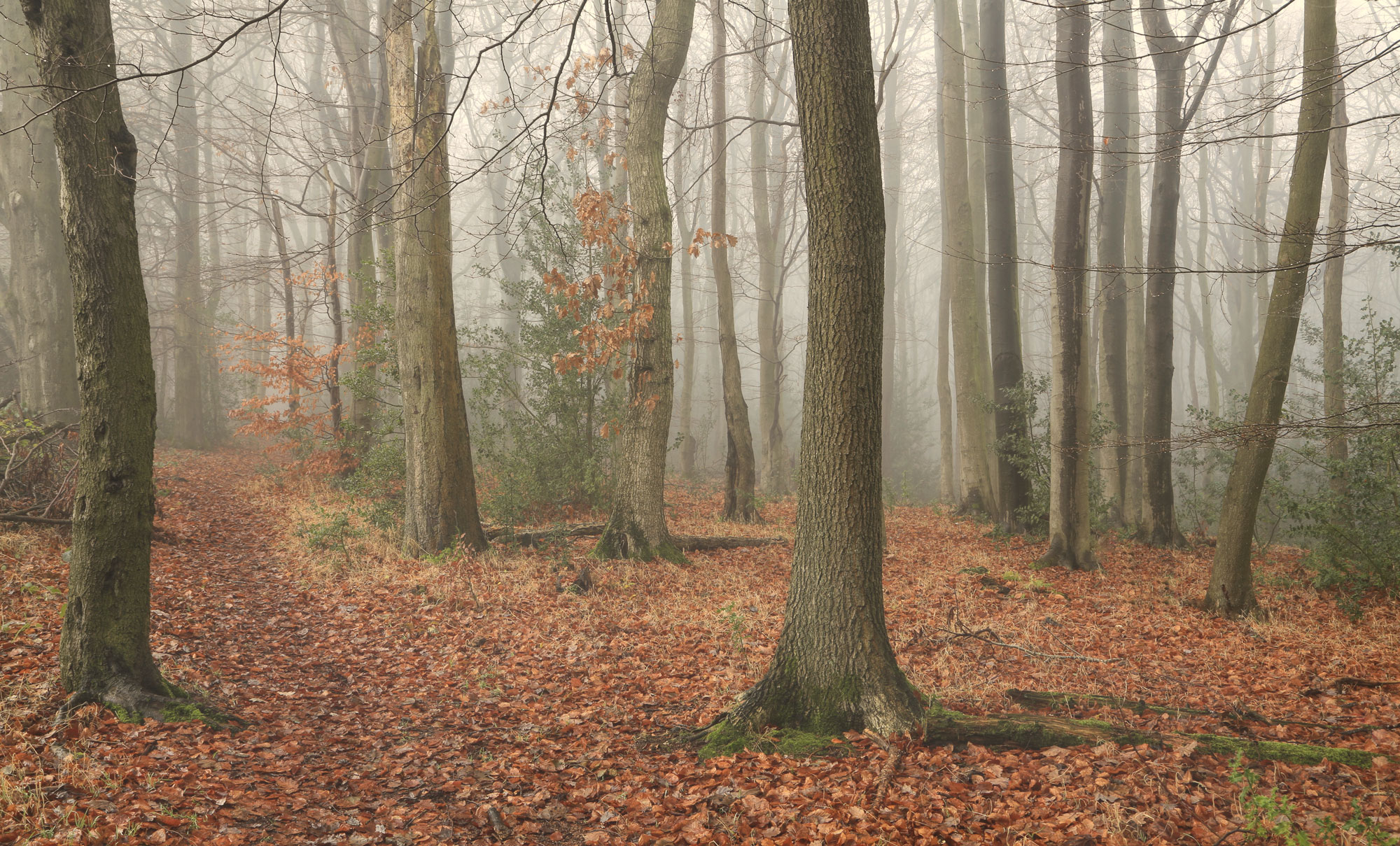 Trees in a forest with brown leaves covering the floor.