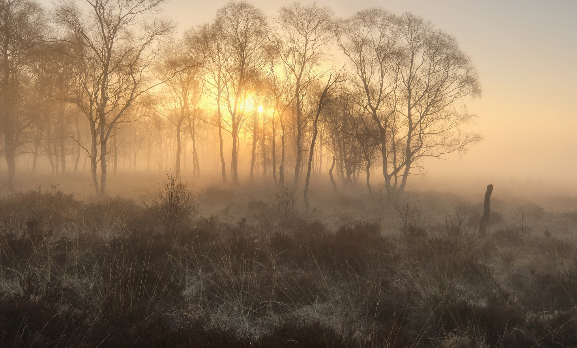 The sun shines through mist and trees in a field.