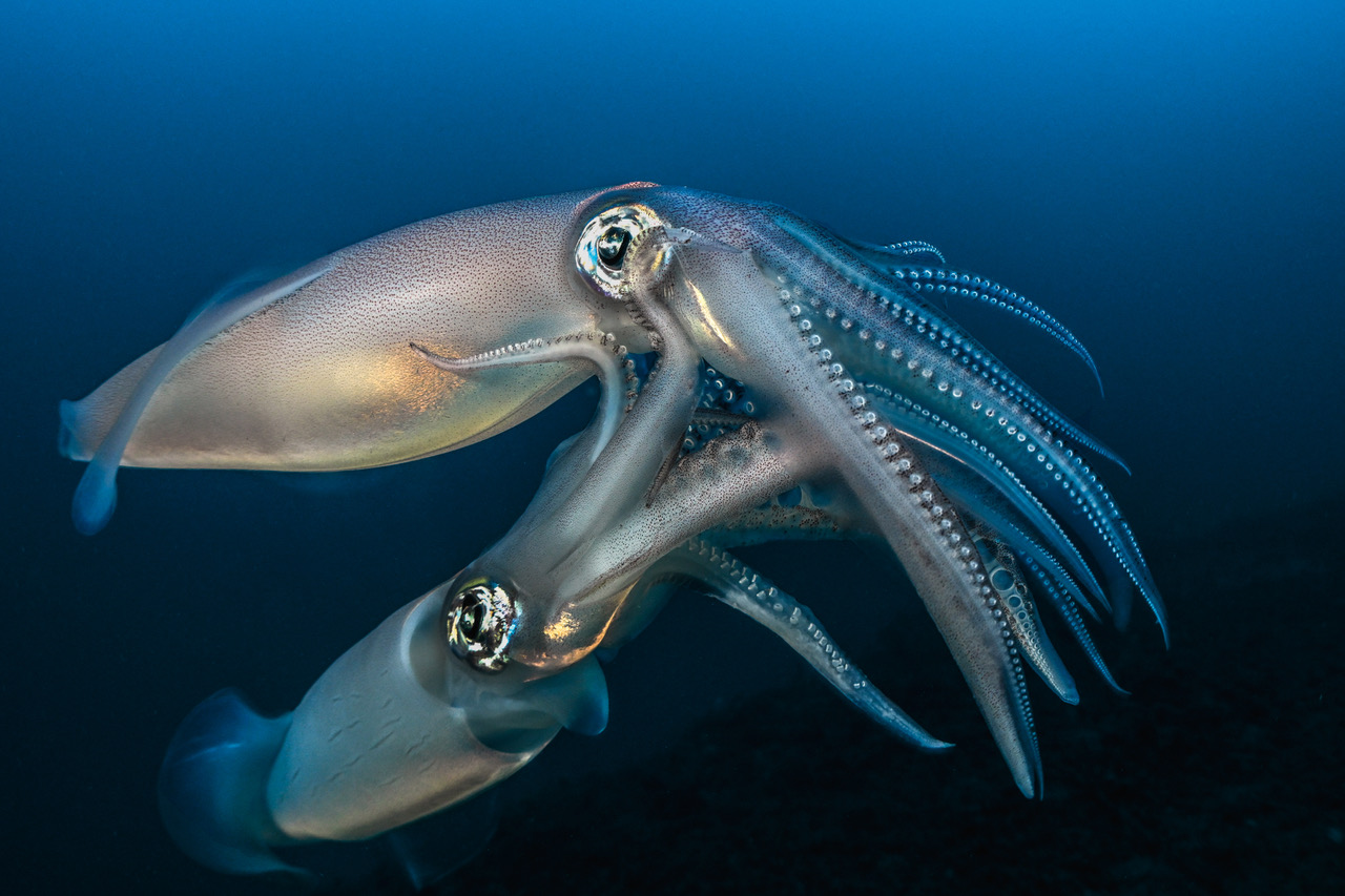 A picture of two squids by Laurent Ballesta