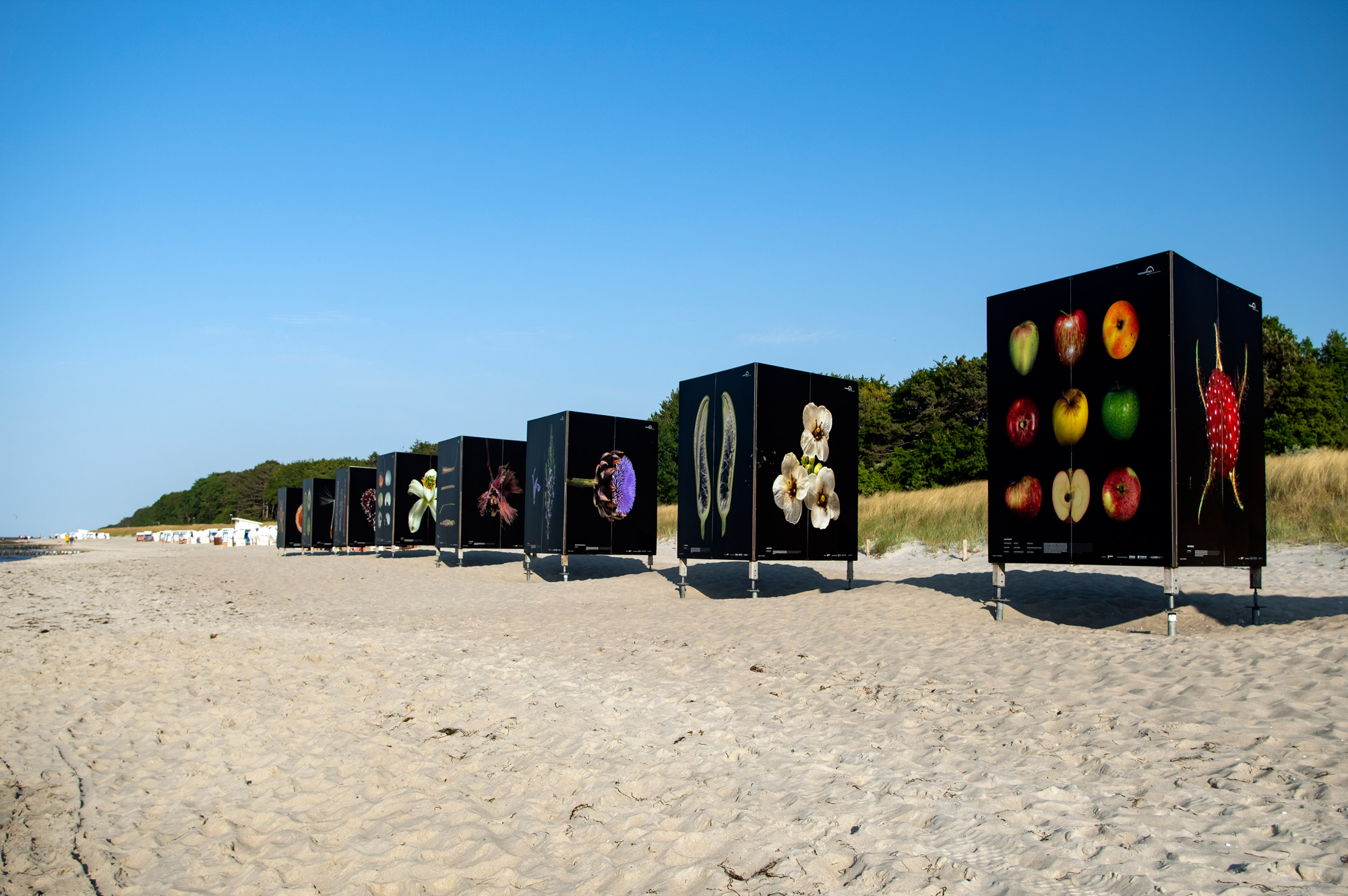 Ausstellung “Flora Obscura” am Strand in Zingst bei blauem Himmel

