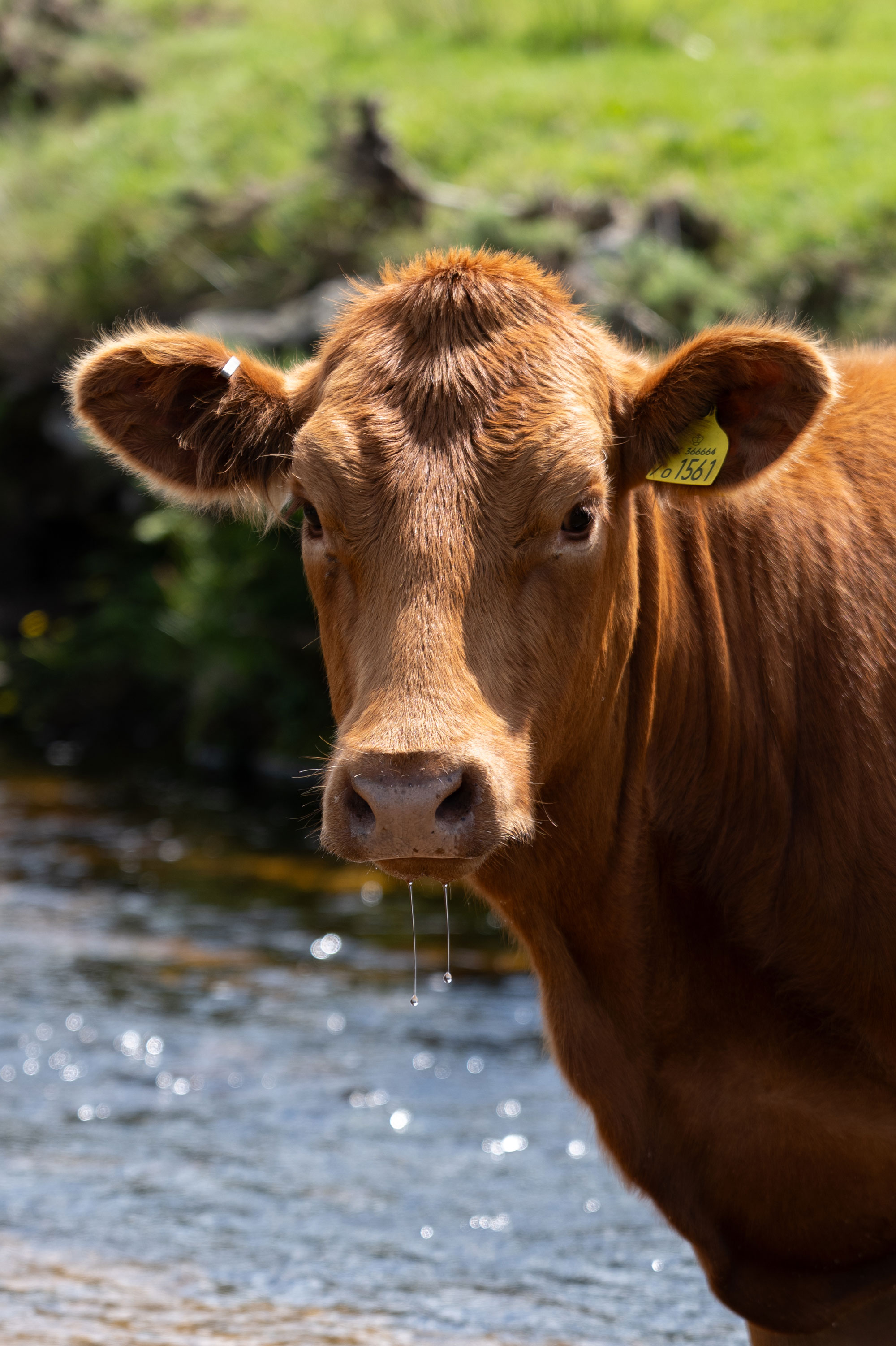 A browny orange cow with a tag in its ear looks directly into the camera after drinking water from the stream below. Two droplets of saliva are dripping from its mouth.