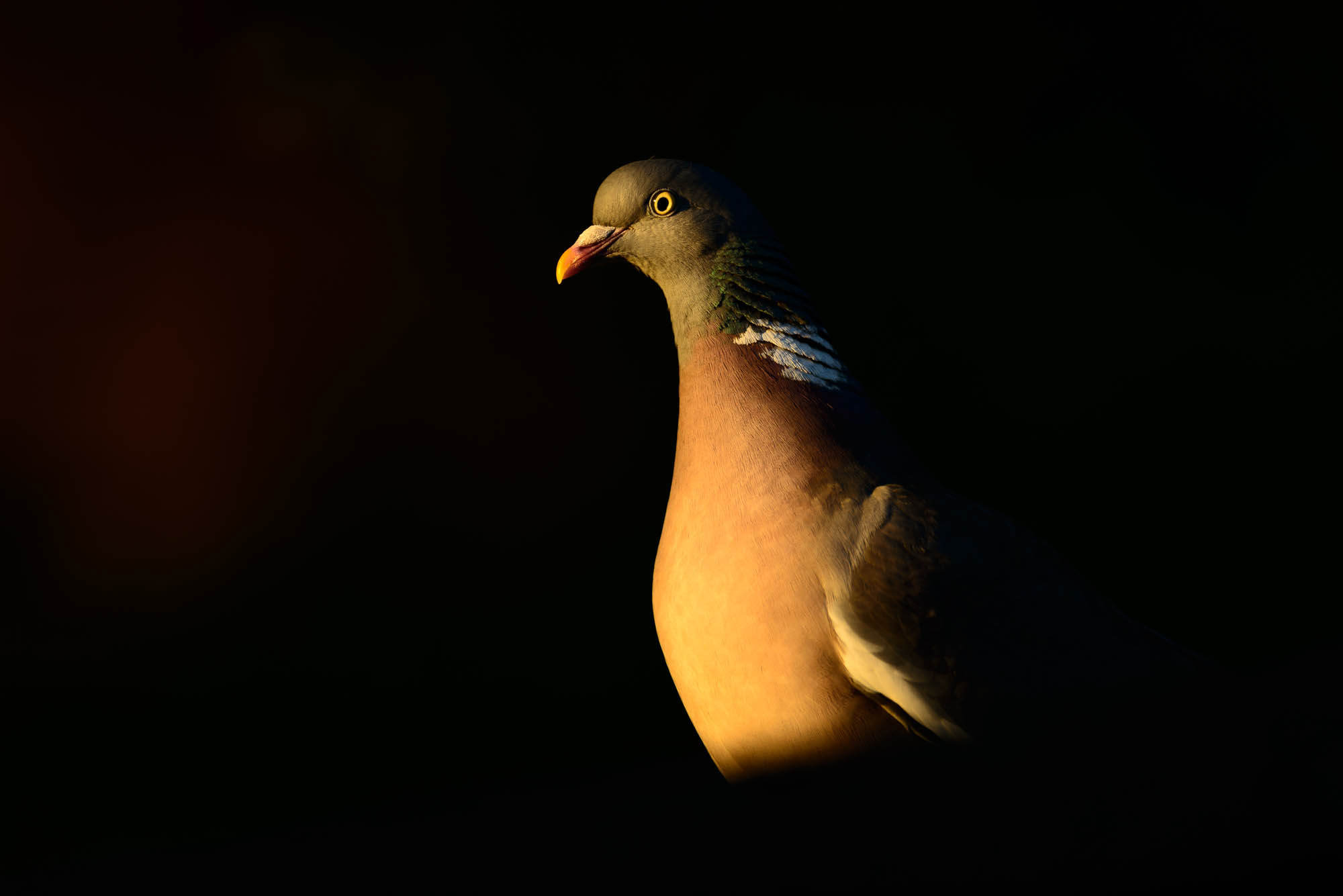 A pigeon standing in the sunlight, shot by Richard Peters with a Nikon D800.