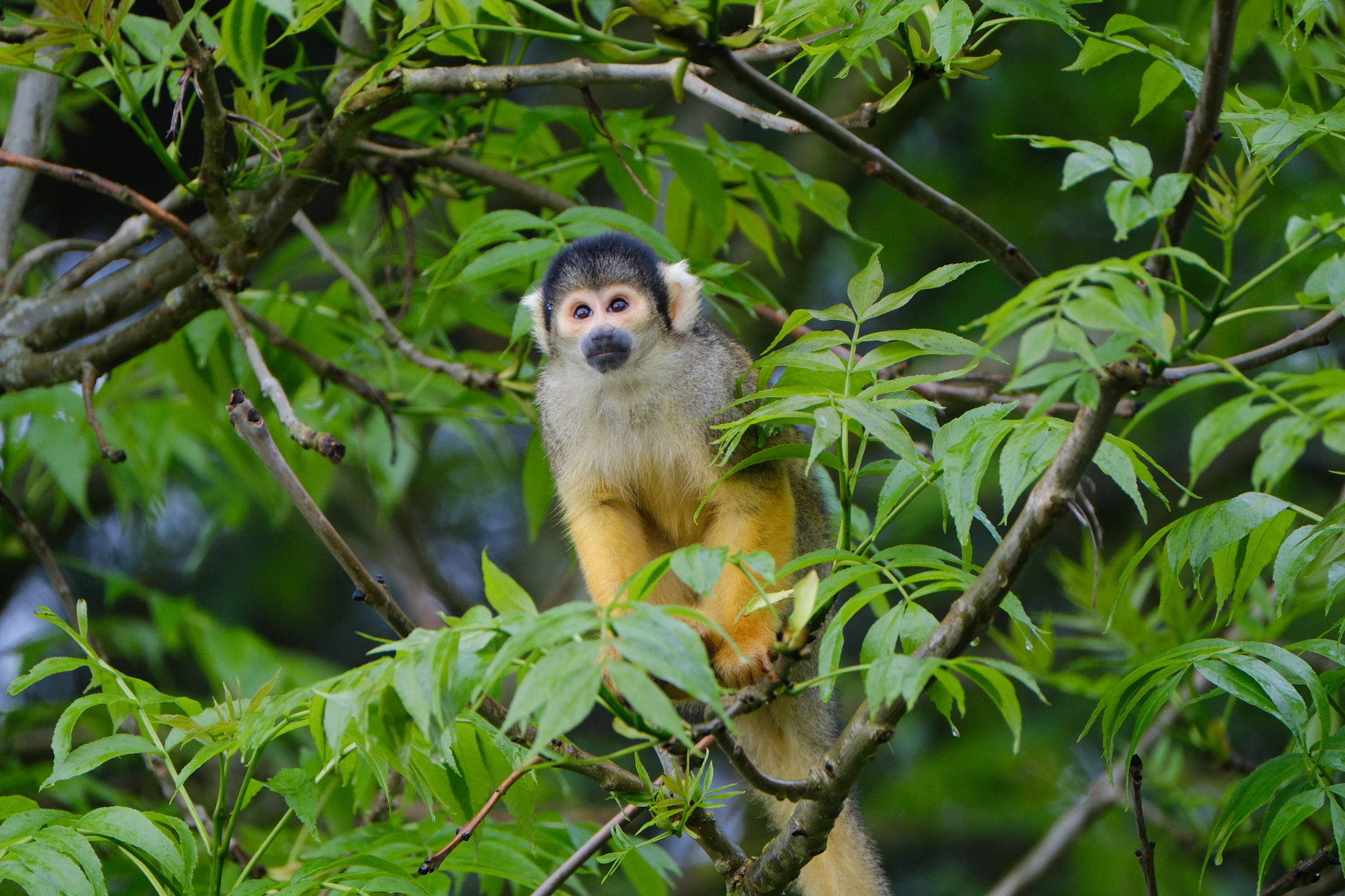 A photo of a Squirrel Monkey sitting on a branch, by Amy Moore with a Fujifilm X-T50