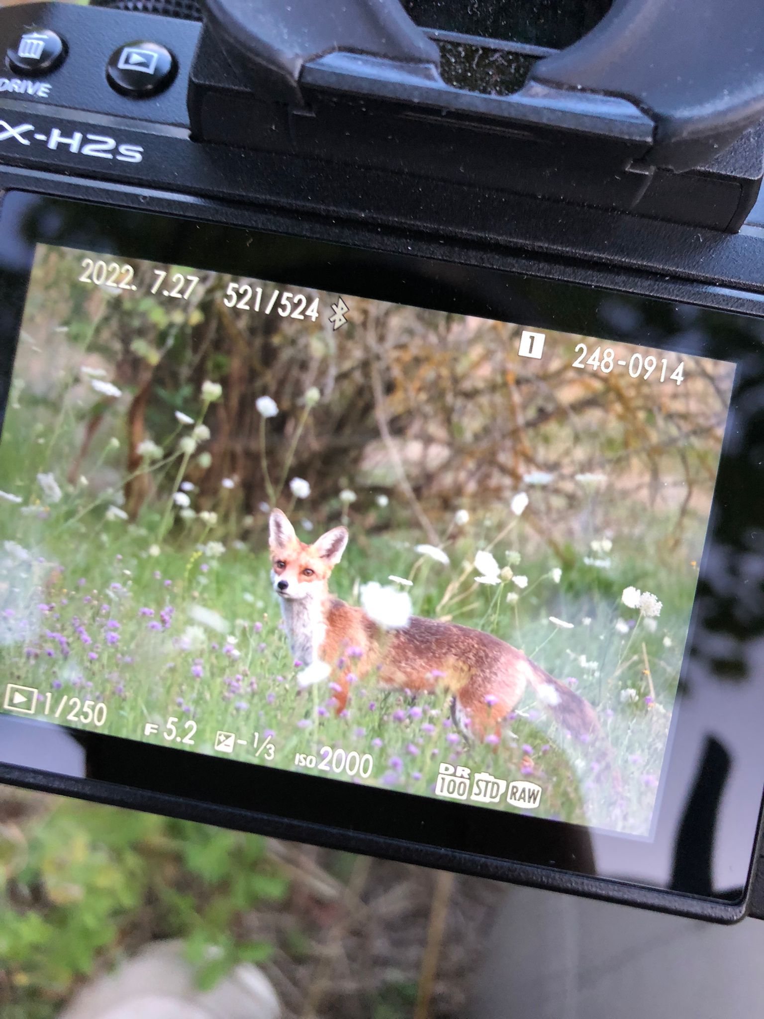 Image de l'écran d'une caméra avec renard.