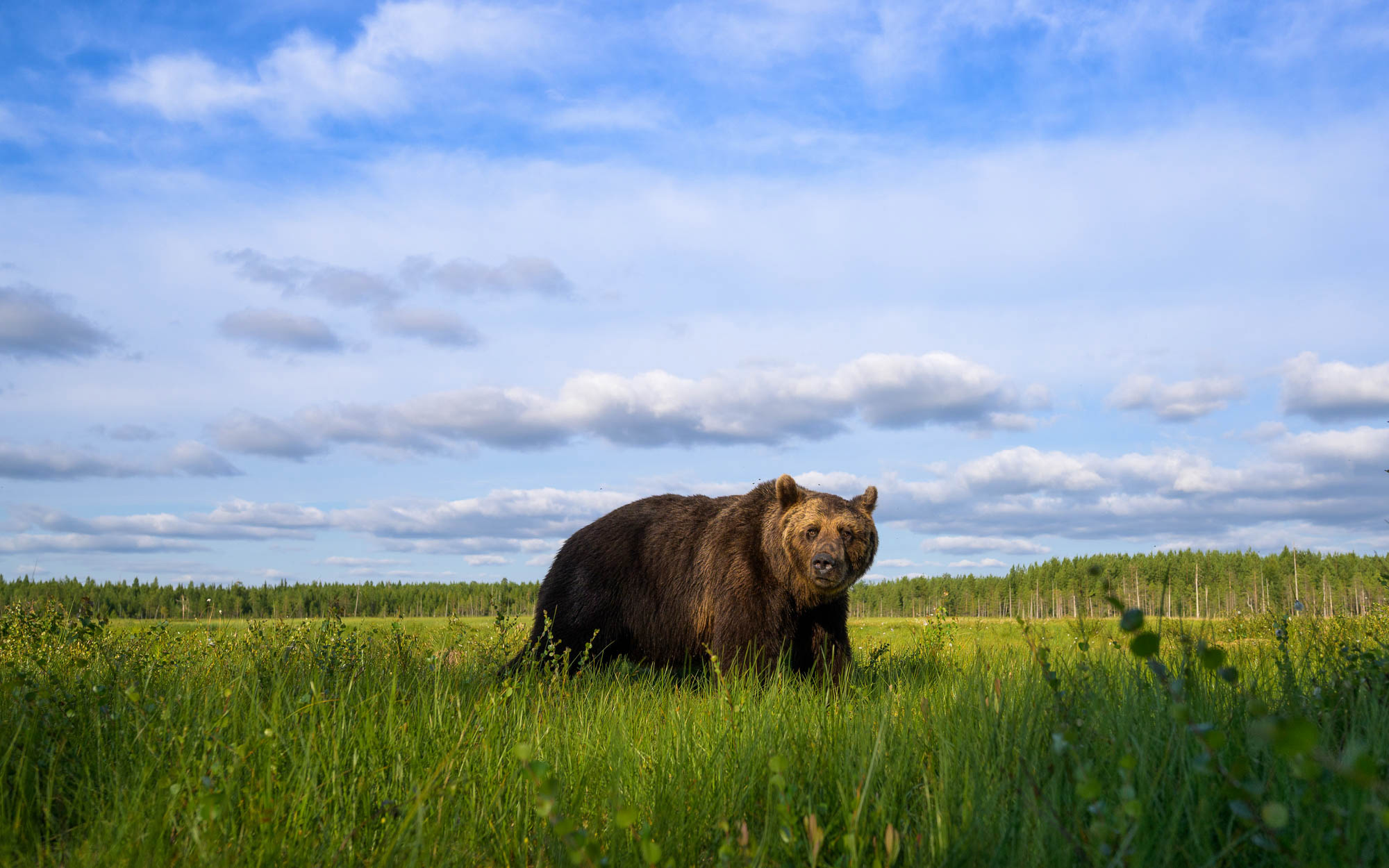 A brown bear standing on grass, with blue skies and clouds in the background, shot by Richard Peters with the Nikon Z9.