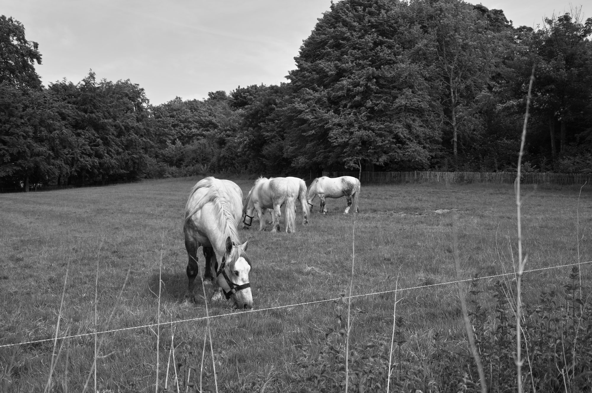 Schwarz-Weiß-Foto von vier weißen Pferden, die auf einer Weide grasen.