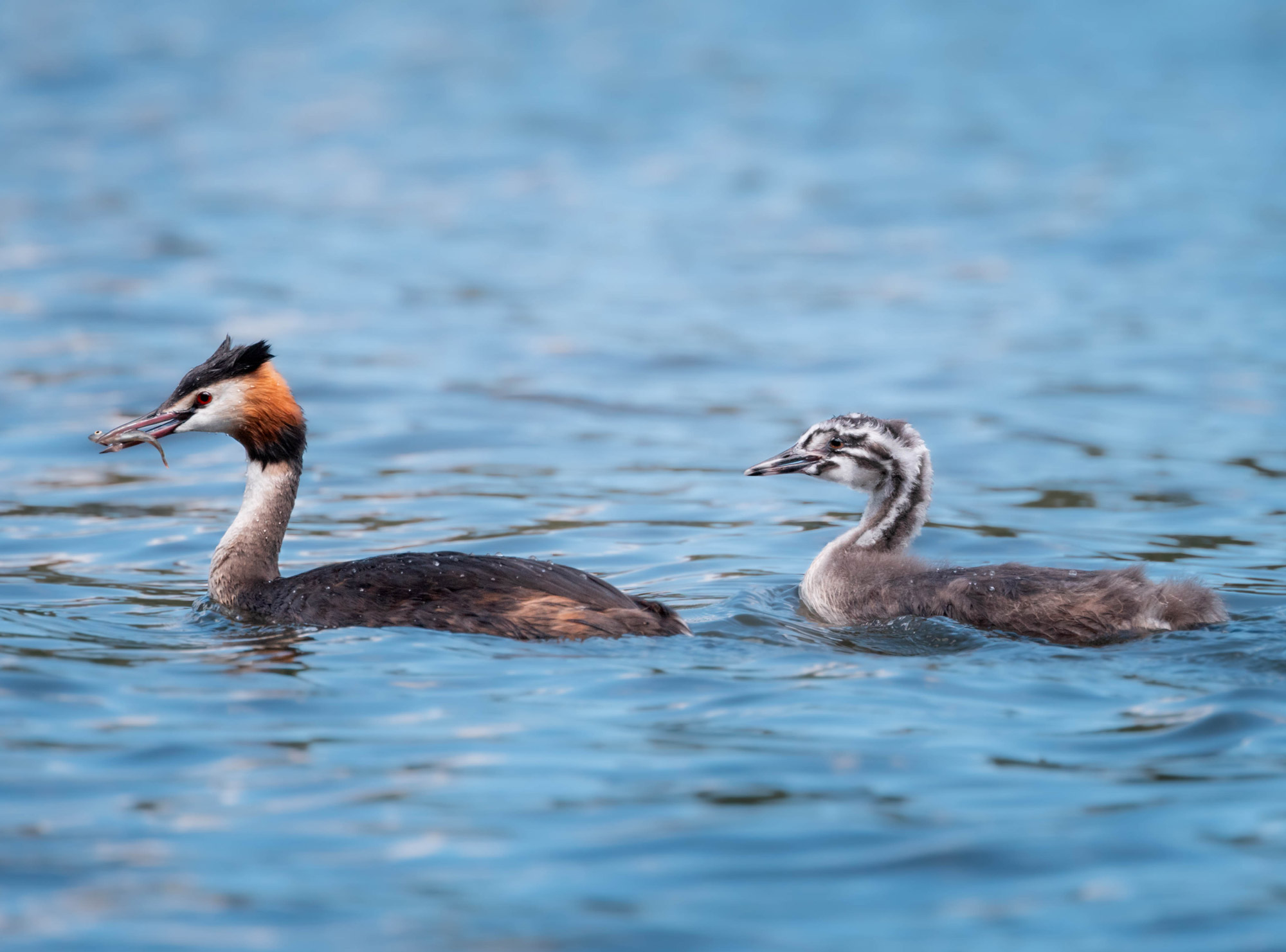 A great crested grebe chick swims behind a great crested grebe.