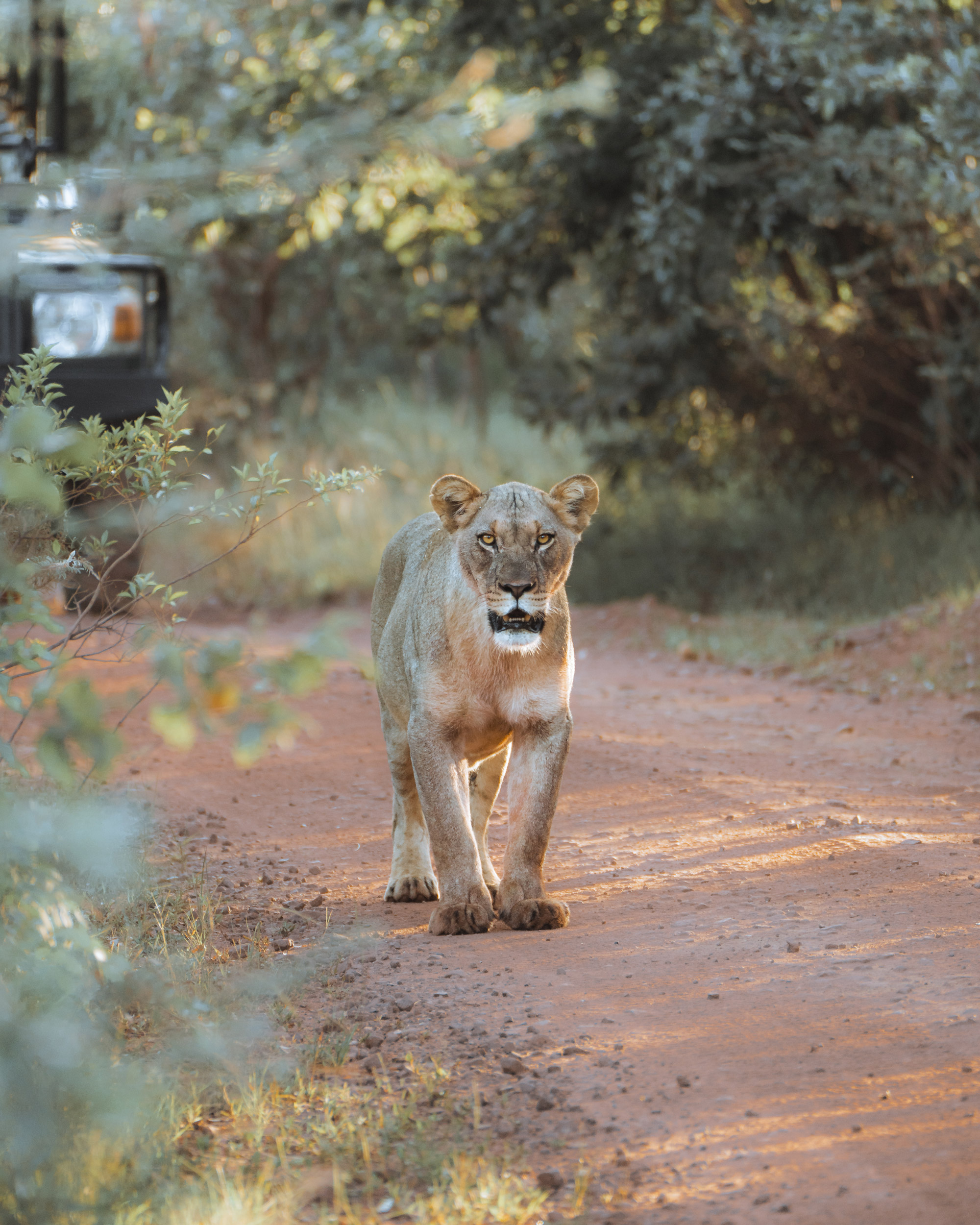 Leeuwin staat op de weg, kijkt recht in de camera, links op de achtergrond een deel van een jeep, gefotografeerd door Ester Turri met een Sony A7 IV