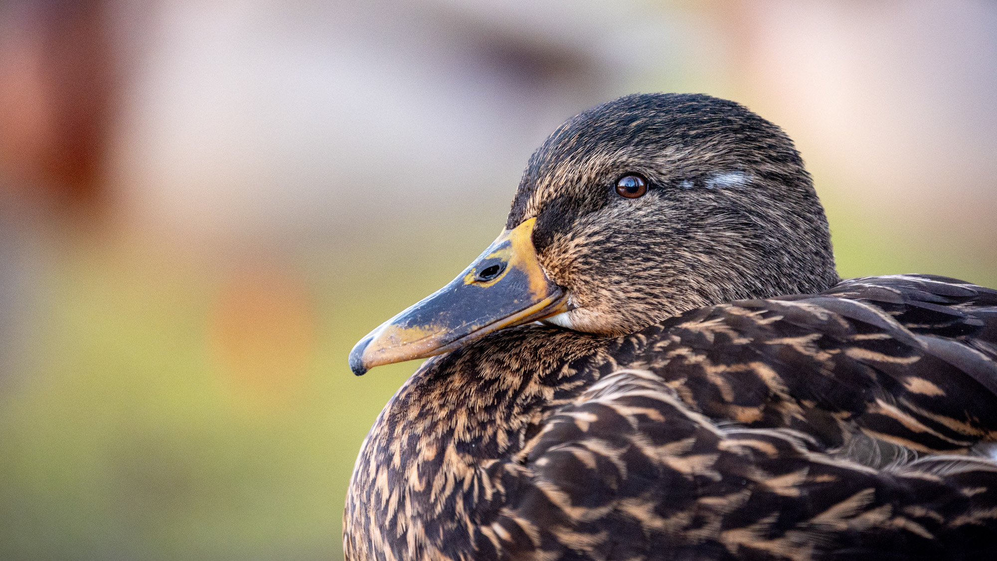 Gedetailleerd portret van een wilde eend, vastgelegd in zacht licht met natuurlijke kleuren en een rustige achtergrond in een natuurfoto.