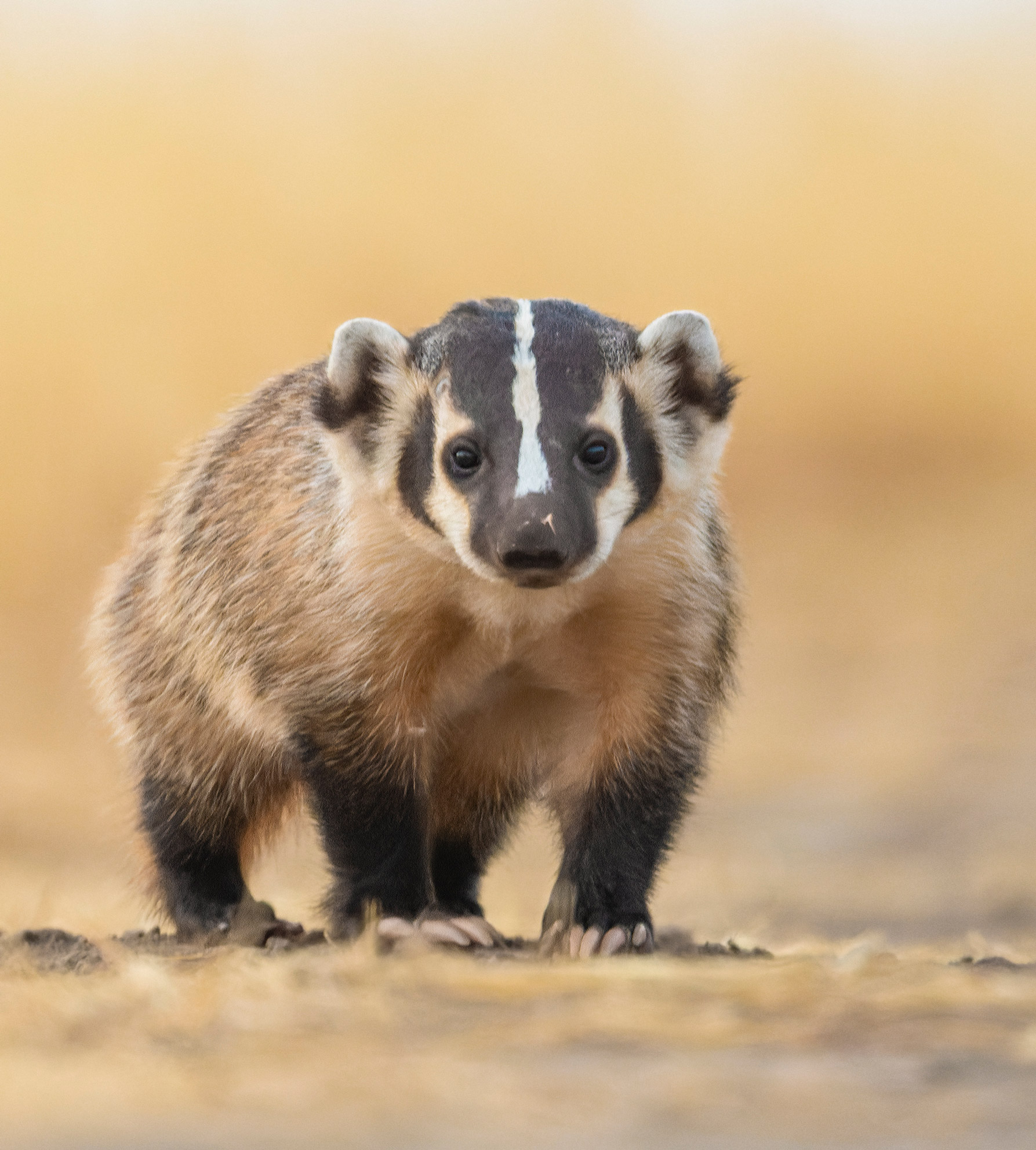 Portrait of a young American Badger in the South Bay Area, California