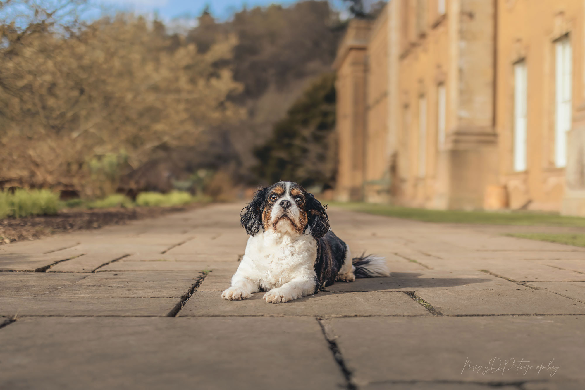 Ein Hund liegt auf einem Weg vor einem Haus