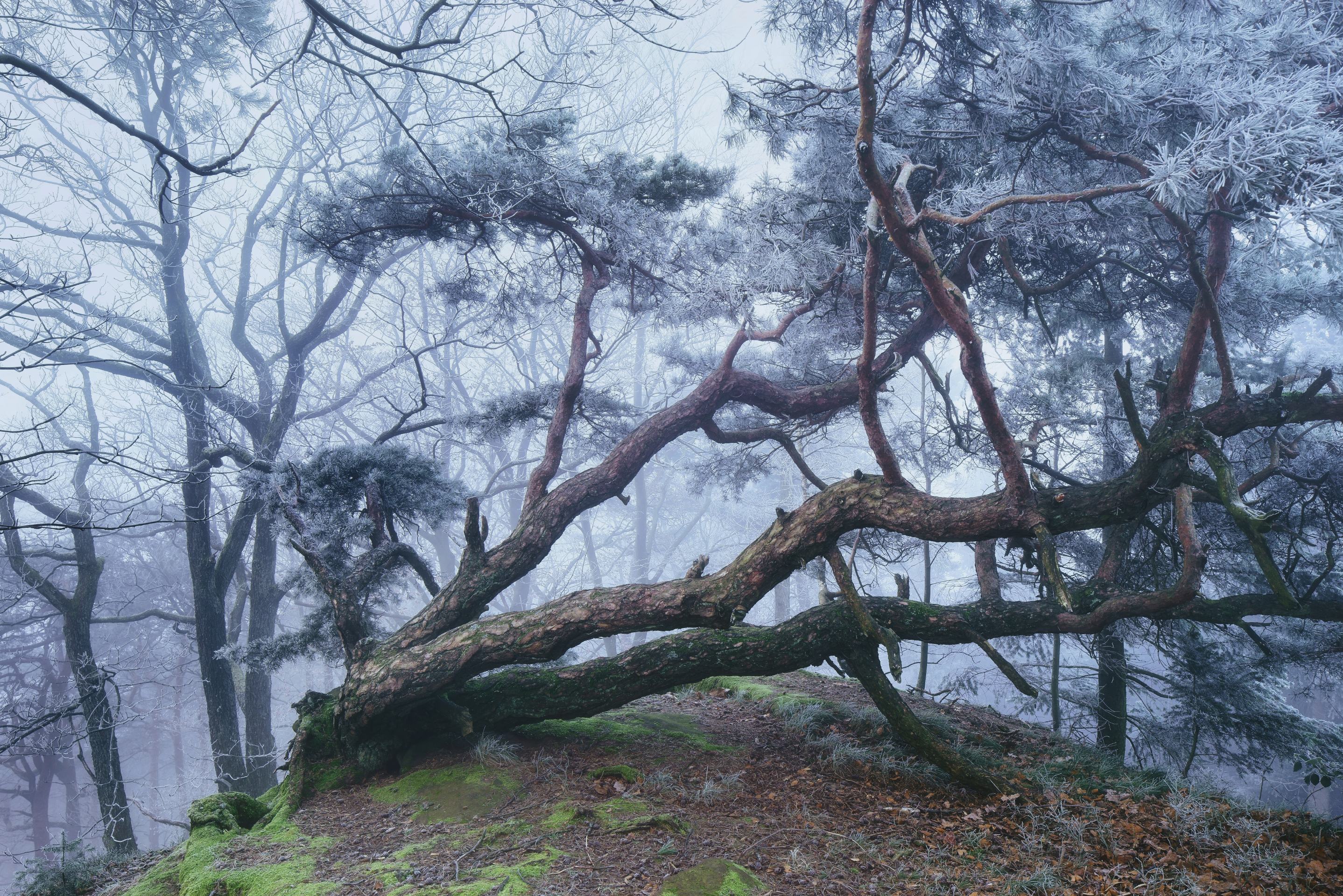 Waldfoto am Rehbergturm im Pfälzerwald, auf dem eine Kiefer mit bizarrem Wuchs auf einem teilweise mit Moos bedeckten Hügel zu sehen ist. Im Hintergrund, weitgehend kahle Bäume. Heller Nebel und Raureif auf den Bäumen sorgen für eine geheimnisvolle Stimmung. Aufgenommen von Kilian Schönberger mit einer Sony Alpha 7R.