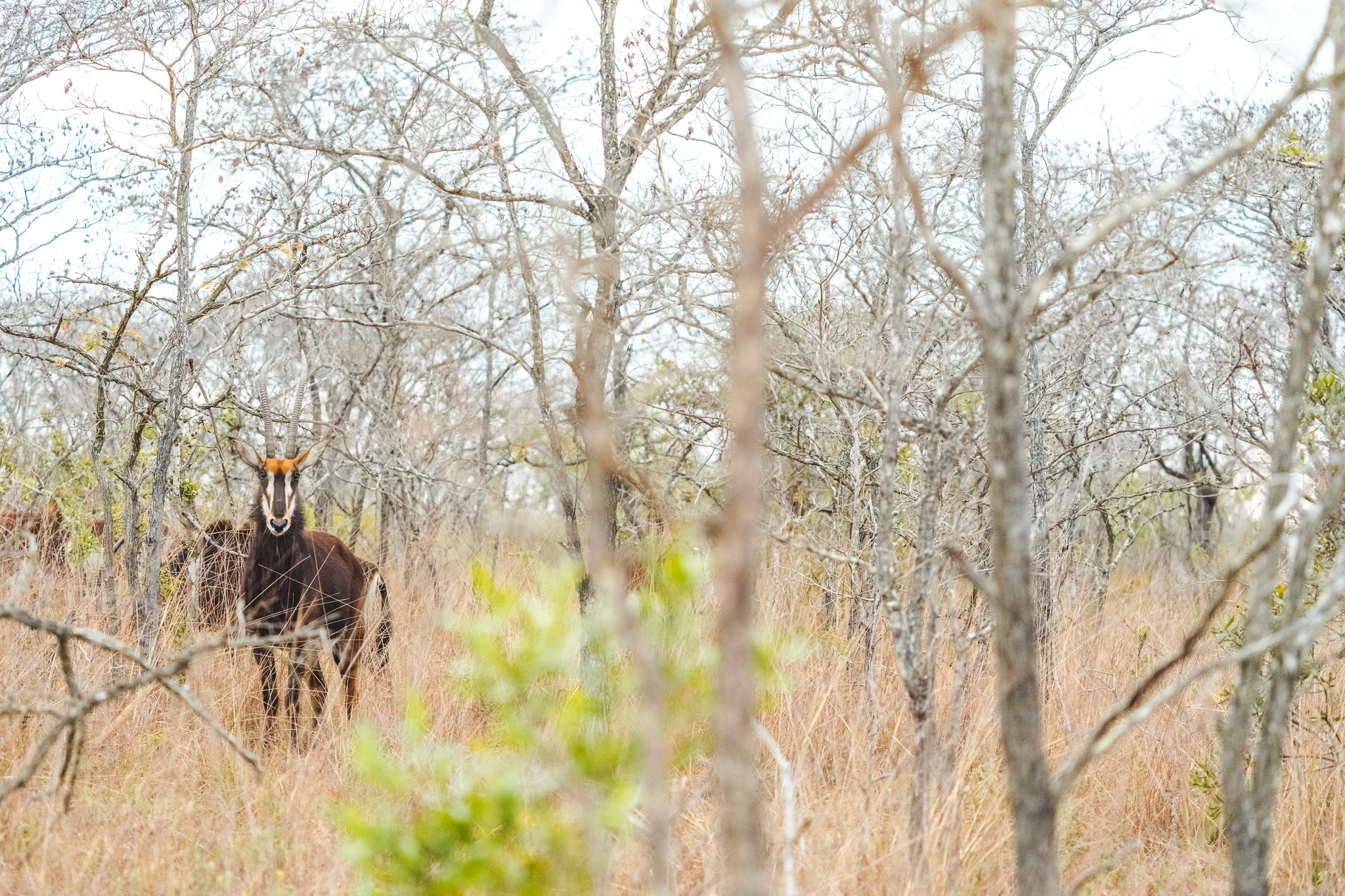 Sabelantilope in Kruger National Park in de verte