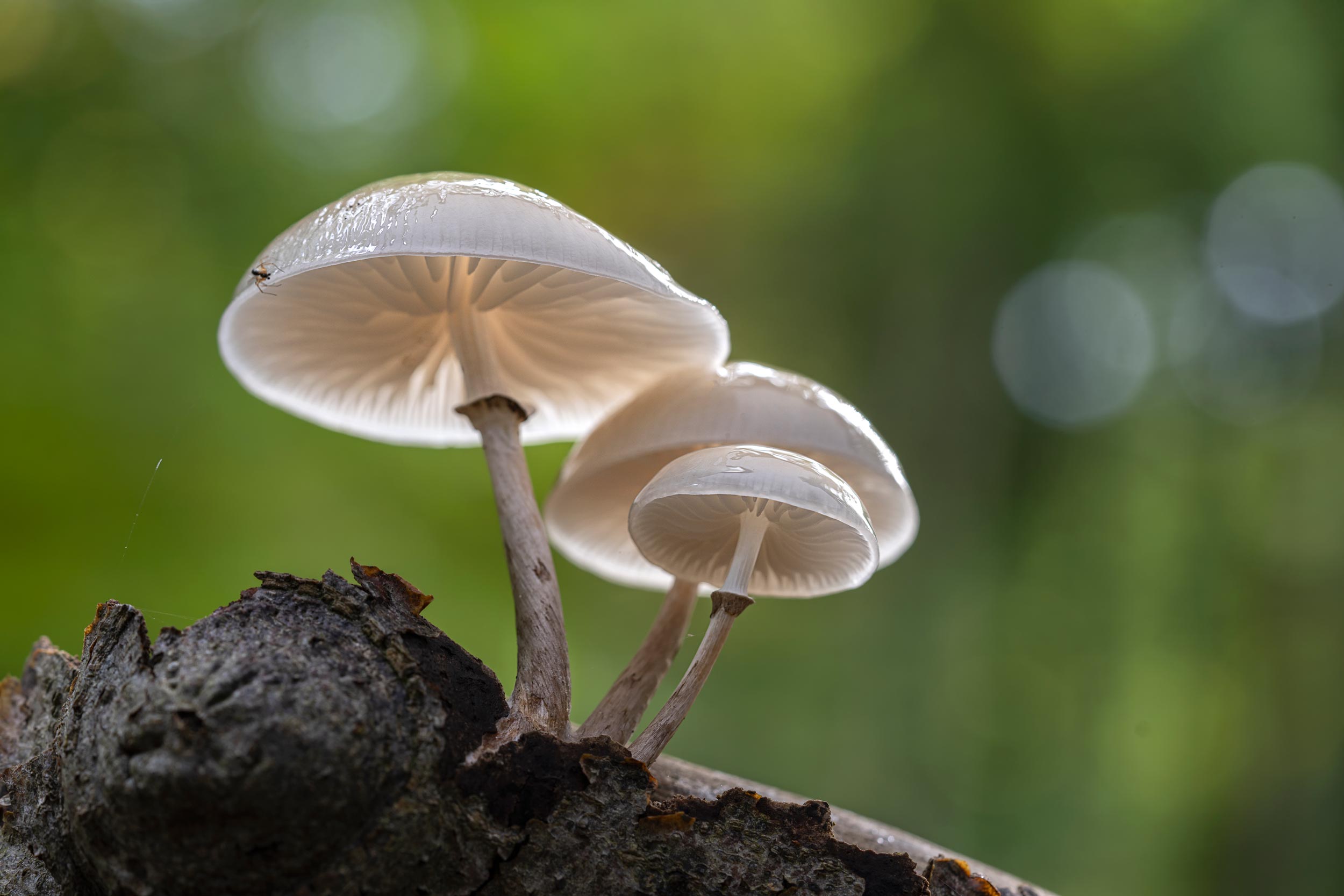 Buchenschleimrüblinge im Vordergrund, mit cremigem Bokeh, aufgenommen von Diana Klawitter mit der Sony A7R IV

