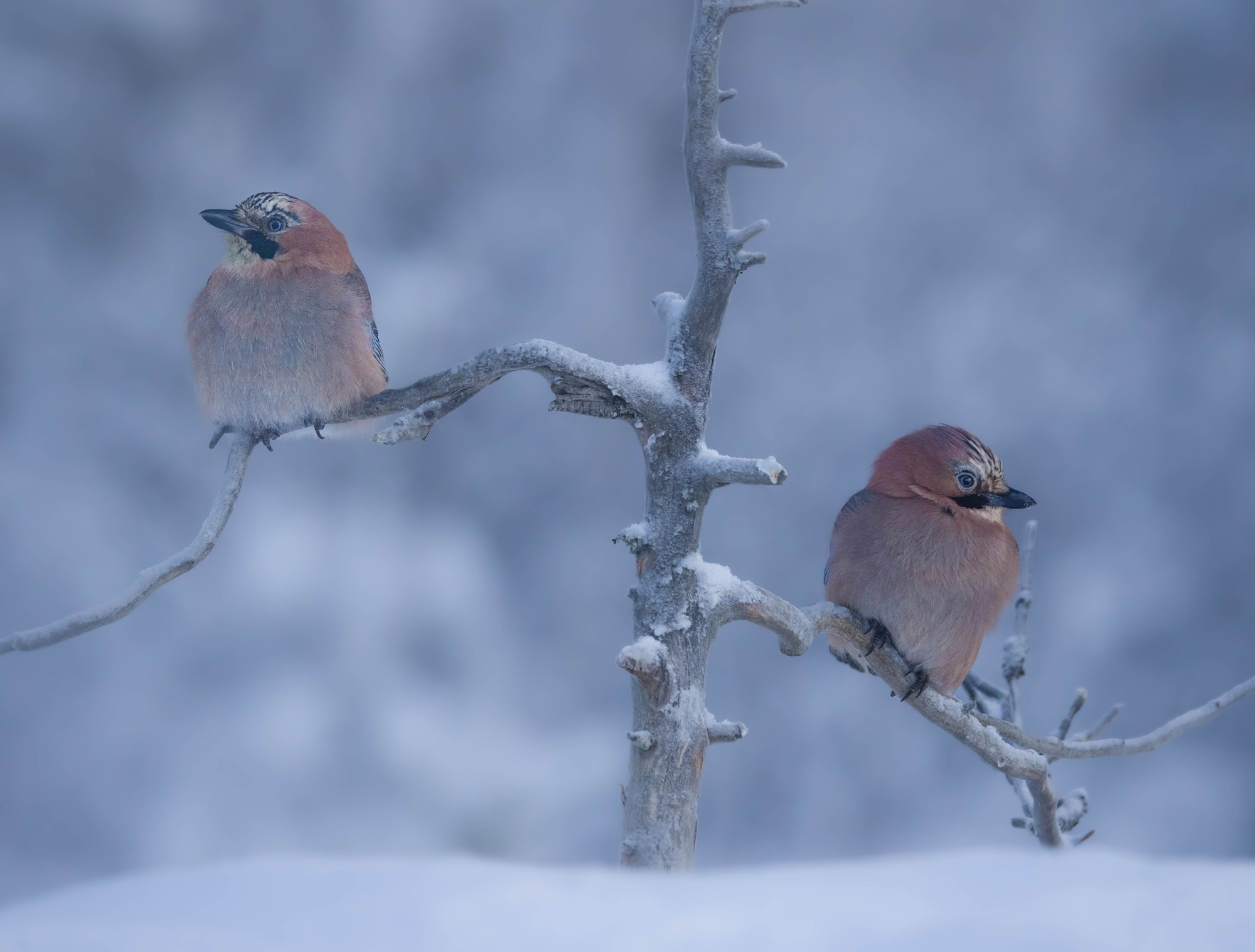Twee wintergaaien zitten op boomtakken omringd door sneeuw in het noorden van Zweden, gefotografeerd door Hannah Stitfall met een Canon EOS R5