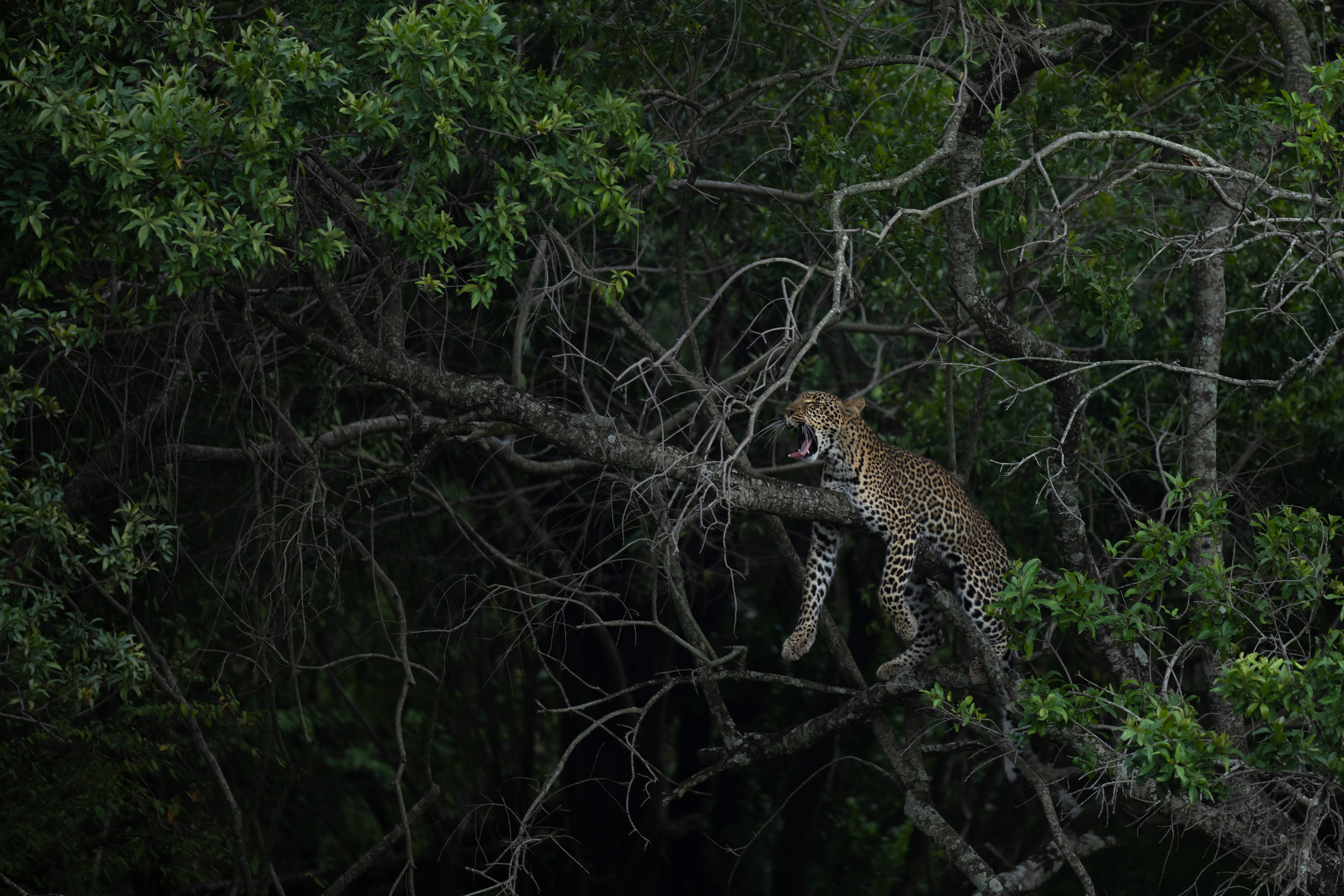 Een jaguar ligt 's nachts op een boomtak te gapen, gefotografeerd door Lara Jackson met Nikon Z9 en Nikon Z 70-200mm f/2.8 VR S