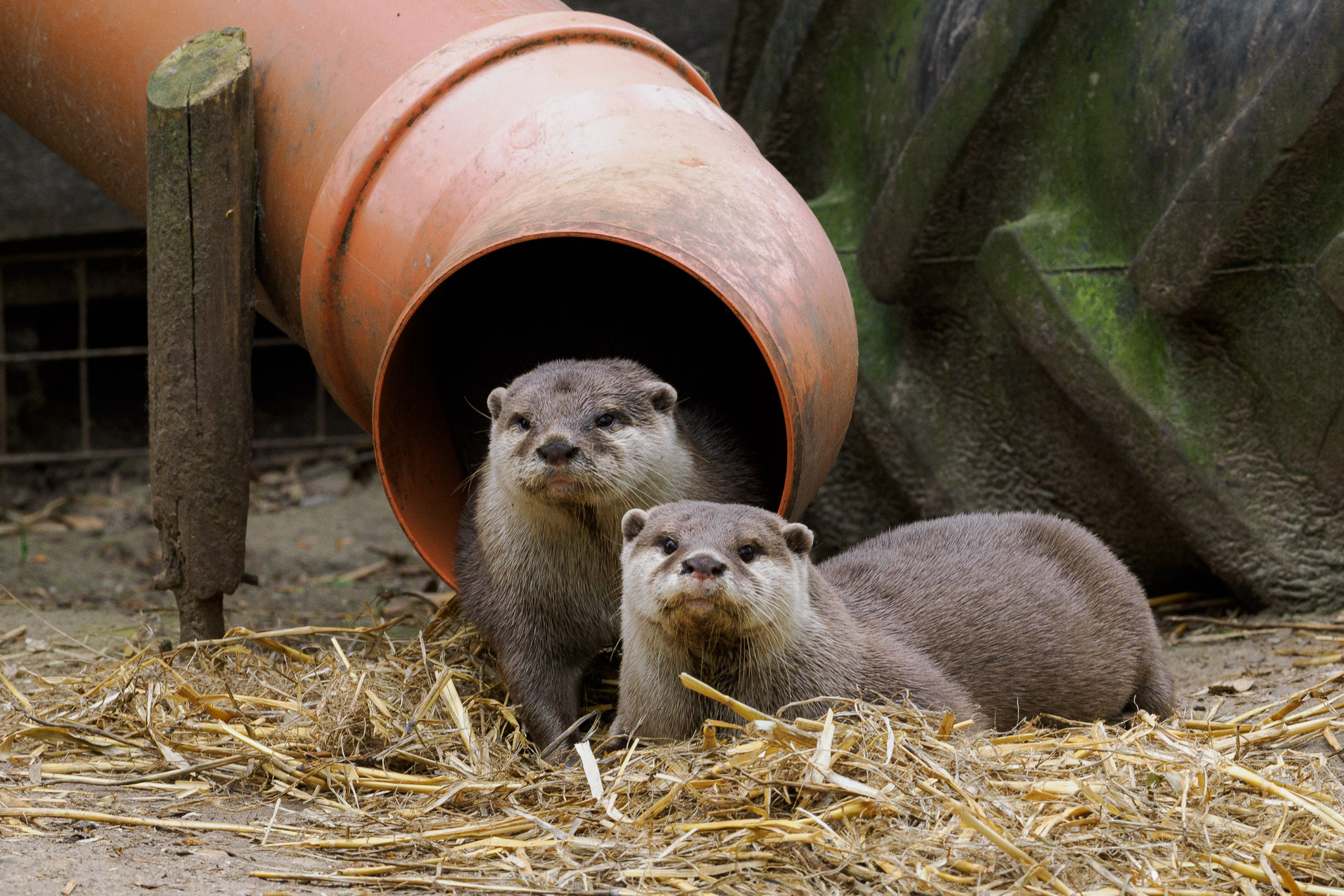 Twee otters liggen samen in het New Forest Wildlife Park, foto door Connor Redmond met het OM System OM-1.