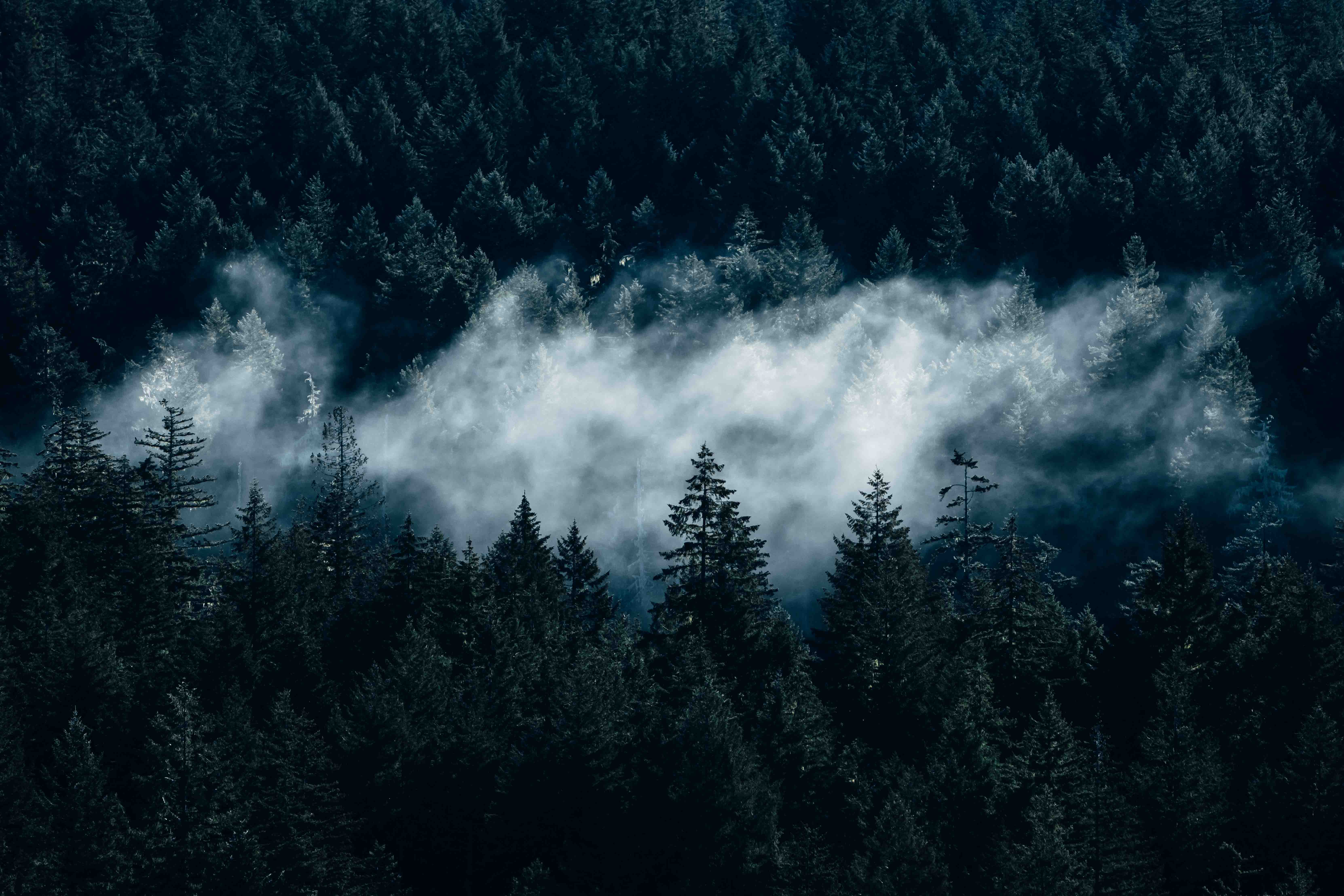 Clouds passing between trees in Olympic National Park in Washington State