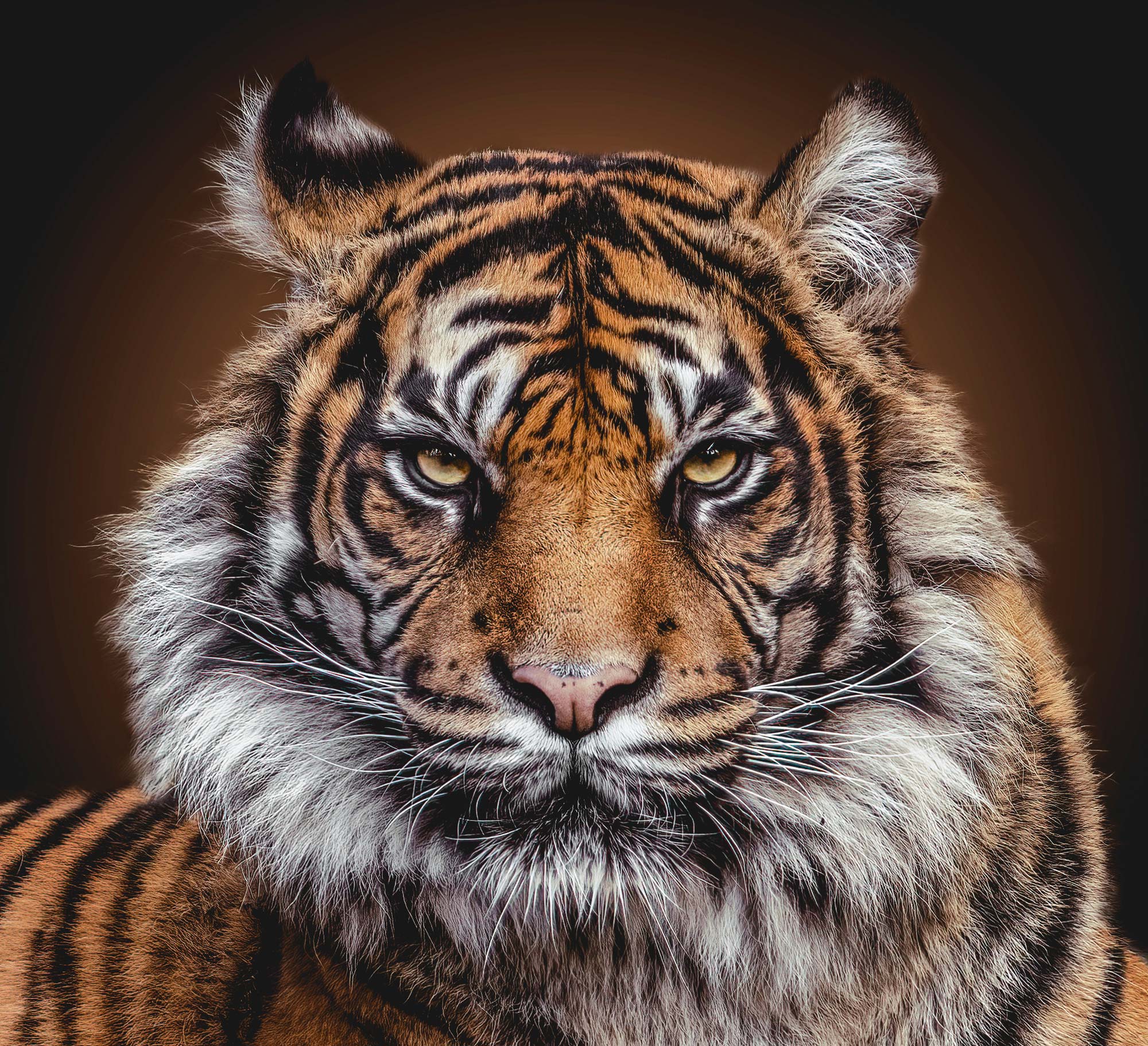 Gros plan sur la gueule d'un tigre