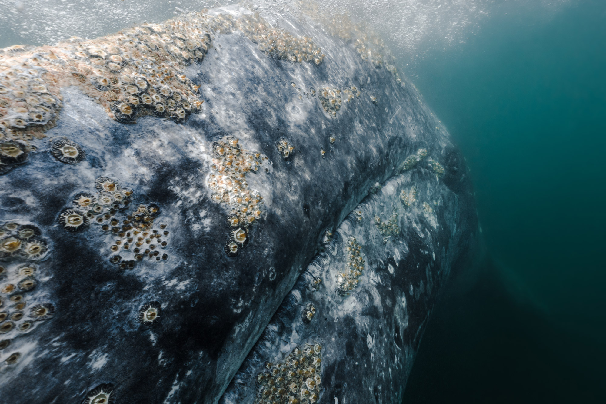 Een close-up van een walvis bedekt met zeepokken onder water, foto door Kaushiik Subramaniam met de Sony A7R III