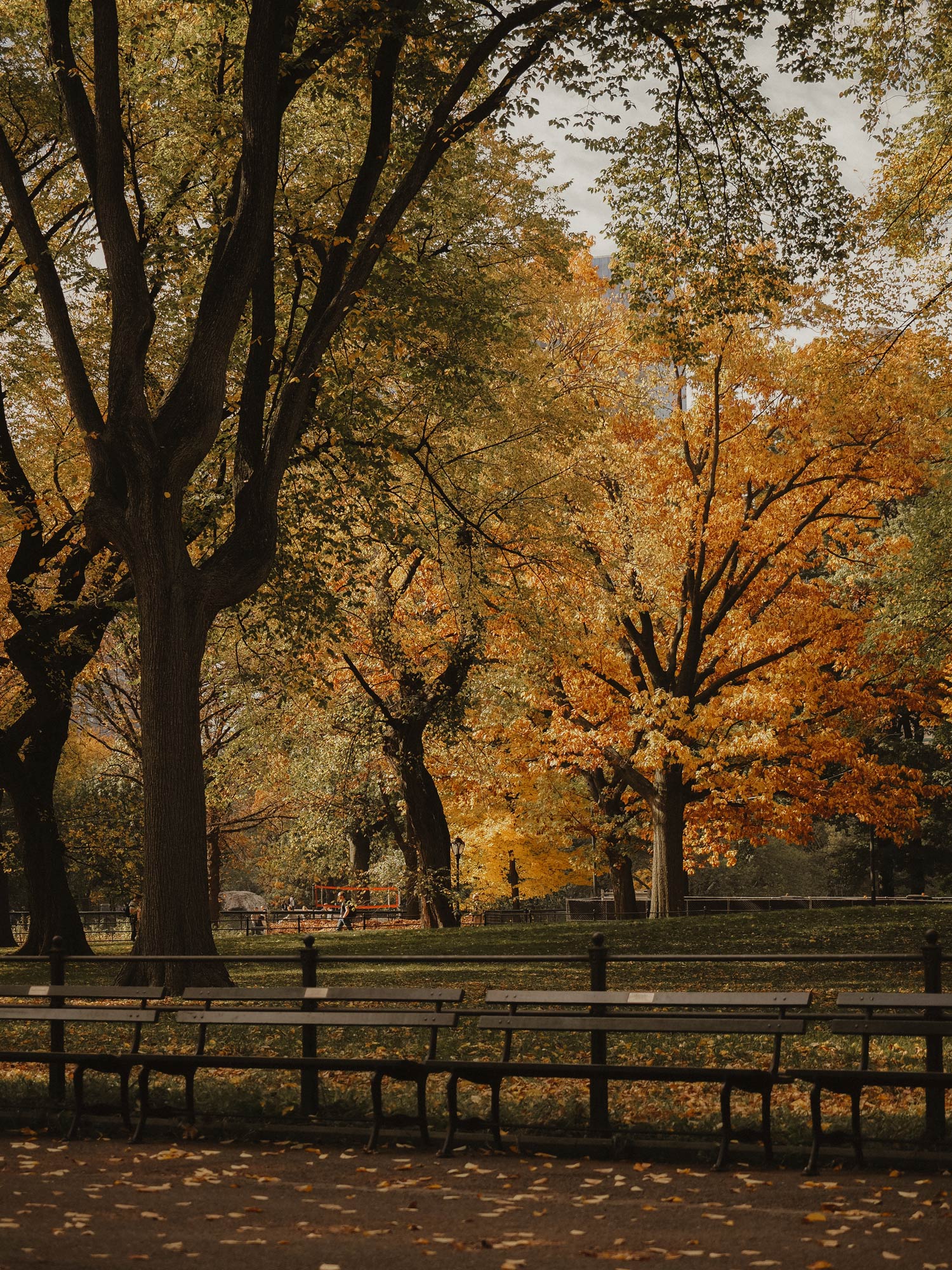 Benches alongside a path in Central Park, with trees in the background. Shot on an Olympus E-M5 III by Georgina Lamrock
