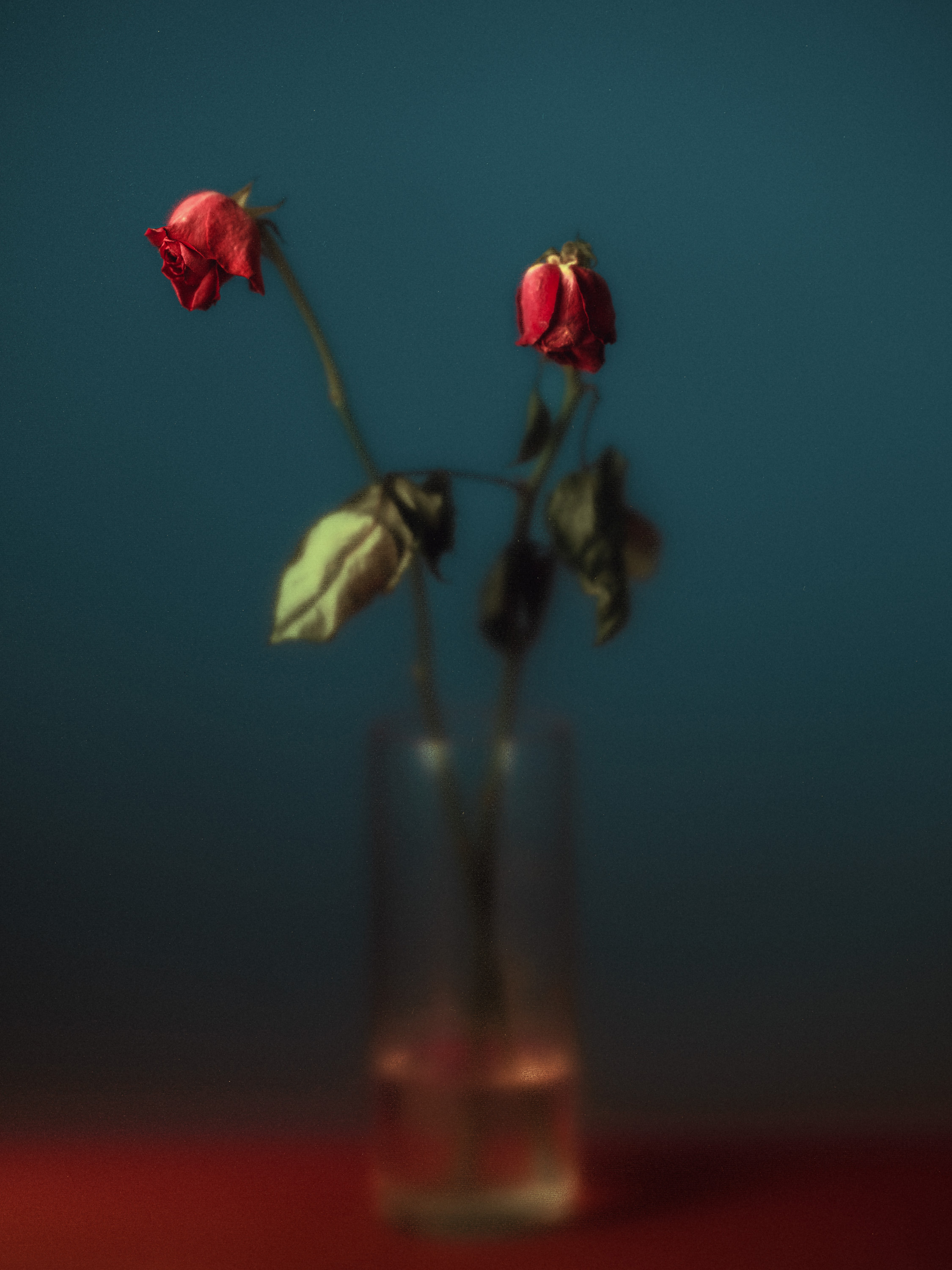 Red rose in a vase with a black background on a blue table