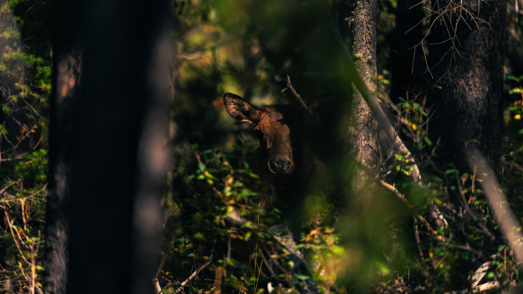 A deer in Wyoming standing next to a tree