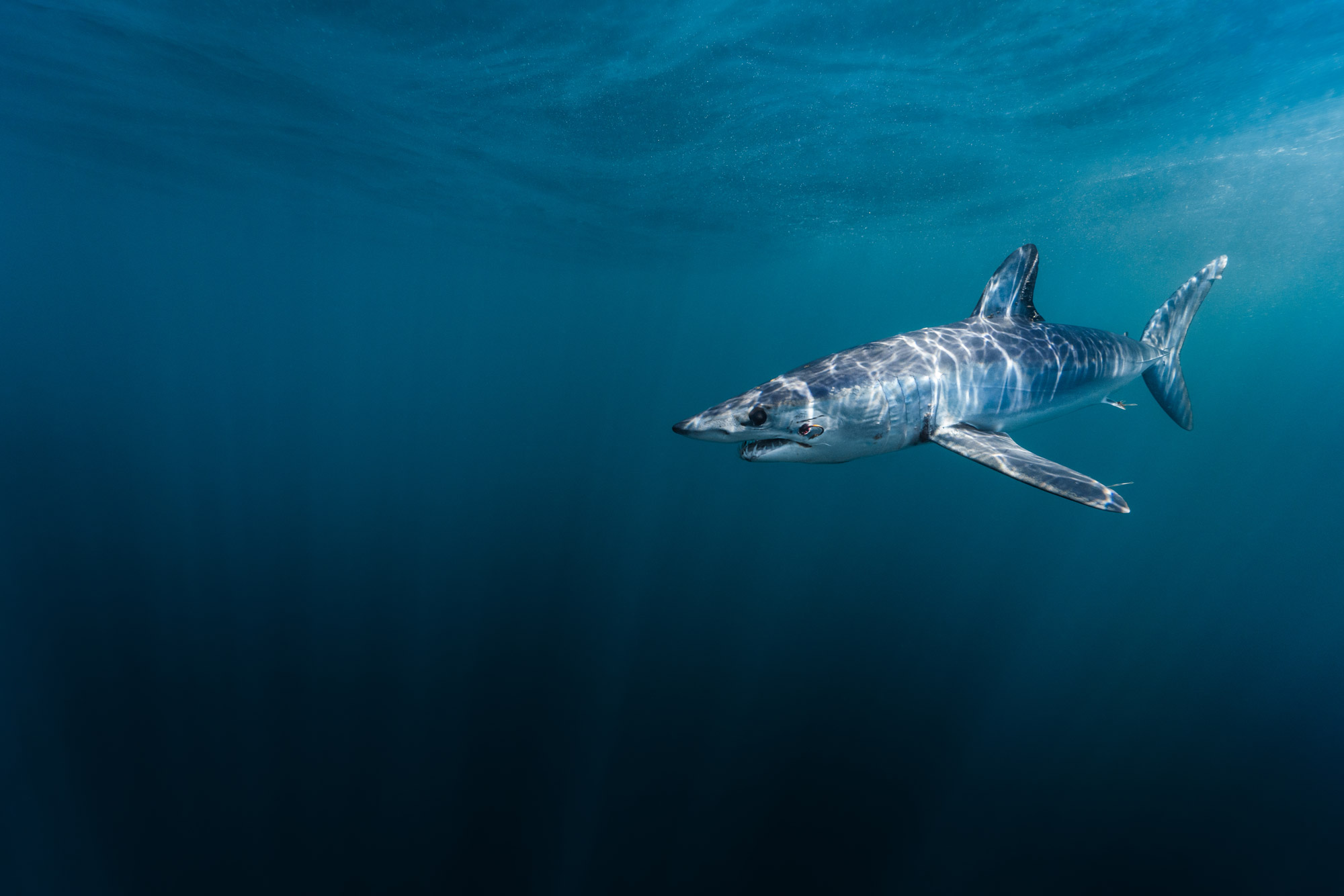 Un requin dans l’eau. Photo par Kaushiik Subramaniam, prise avec un Sony A7R III.