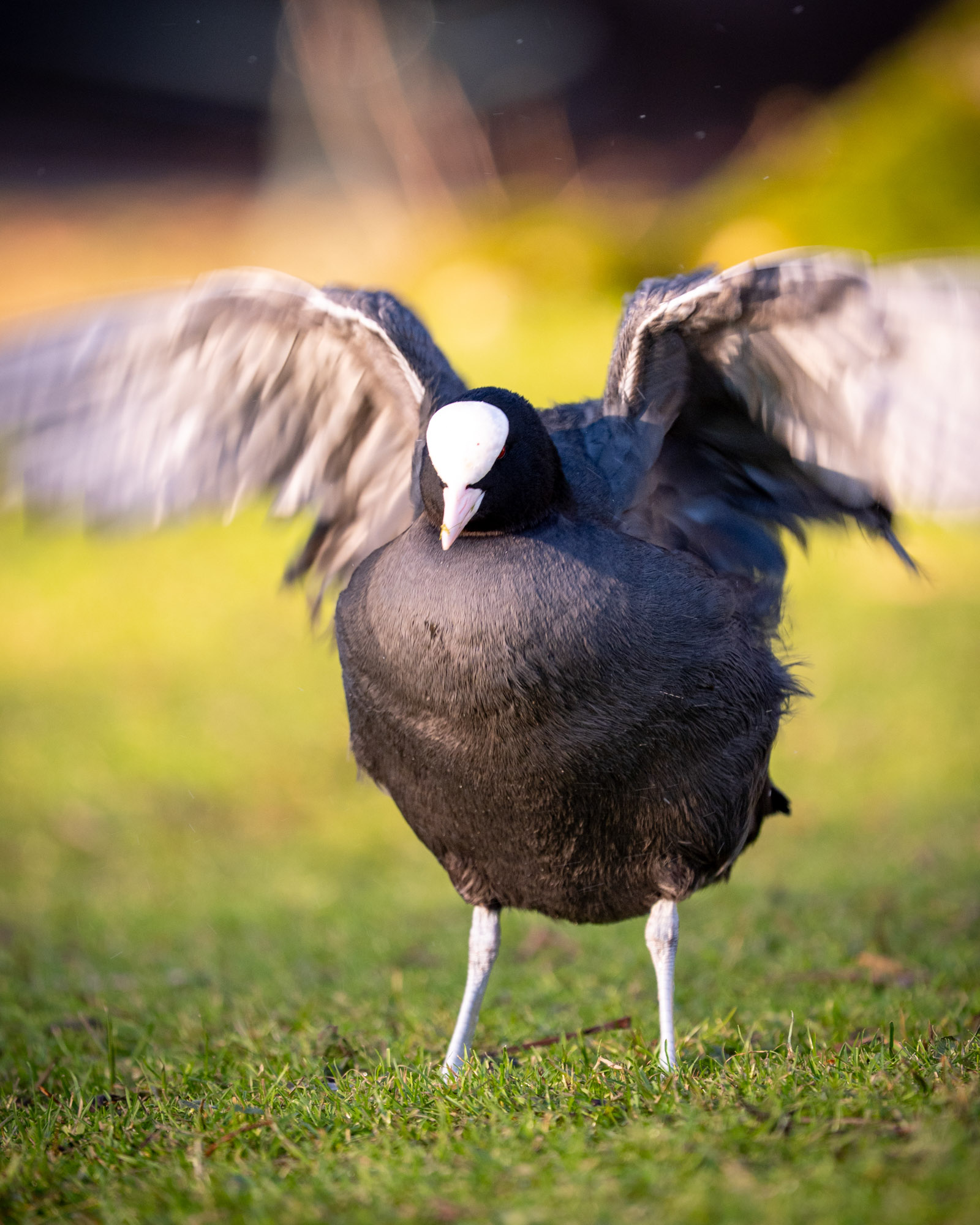 Dynamische natuurfoto van een meerkoet met gespreide vleugels, vastgelegd tijdens een beweging met zachte achtergrond en sterk licht.