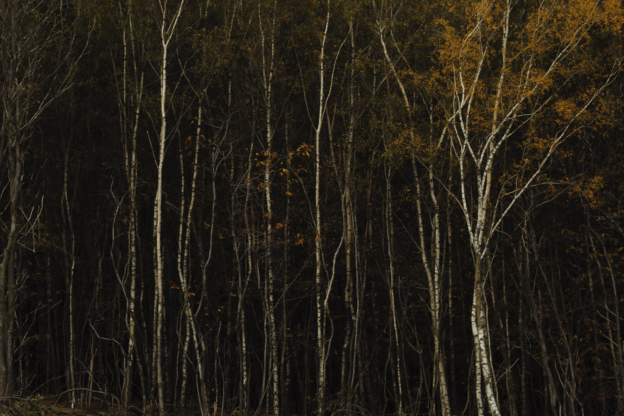 Dense woodland of slender birch trees with pale trunks against a dark forest backdrop, with scattered golden autumn leaves concentrated near the top right