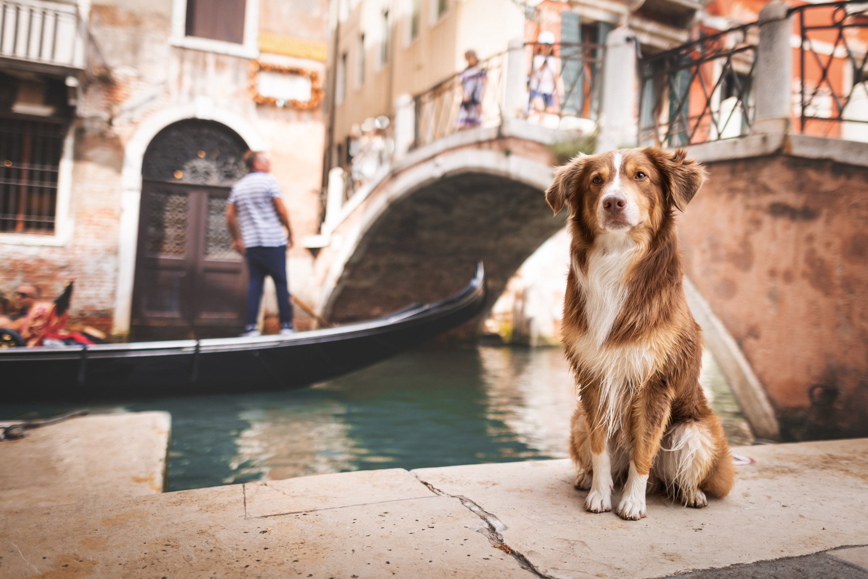 Sitting dog in front of a bridge in Italy, under which a gondola is passing, by Lea Heidt