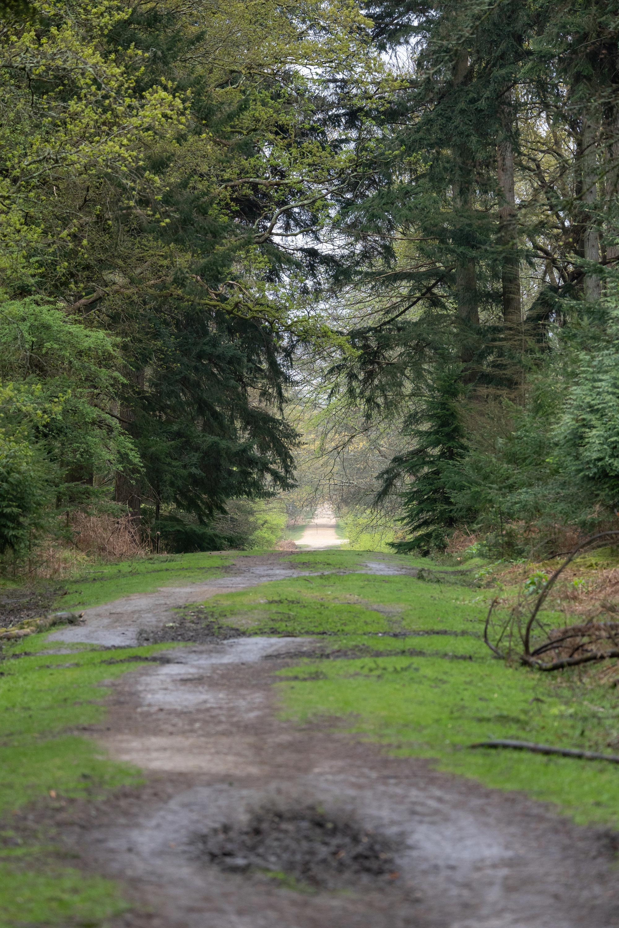 A long path stretches straight into the distance, with forest on either side of the track. The track is in the foreground with patches of moss and mud.