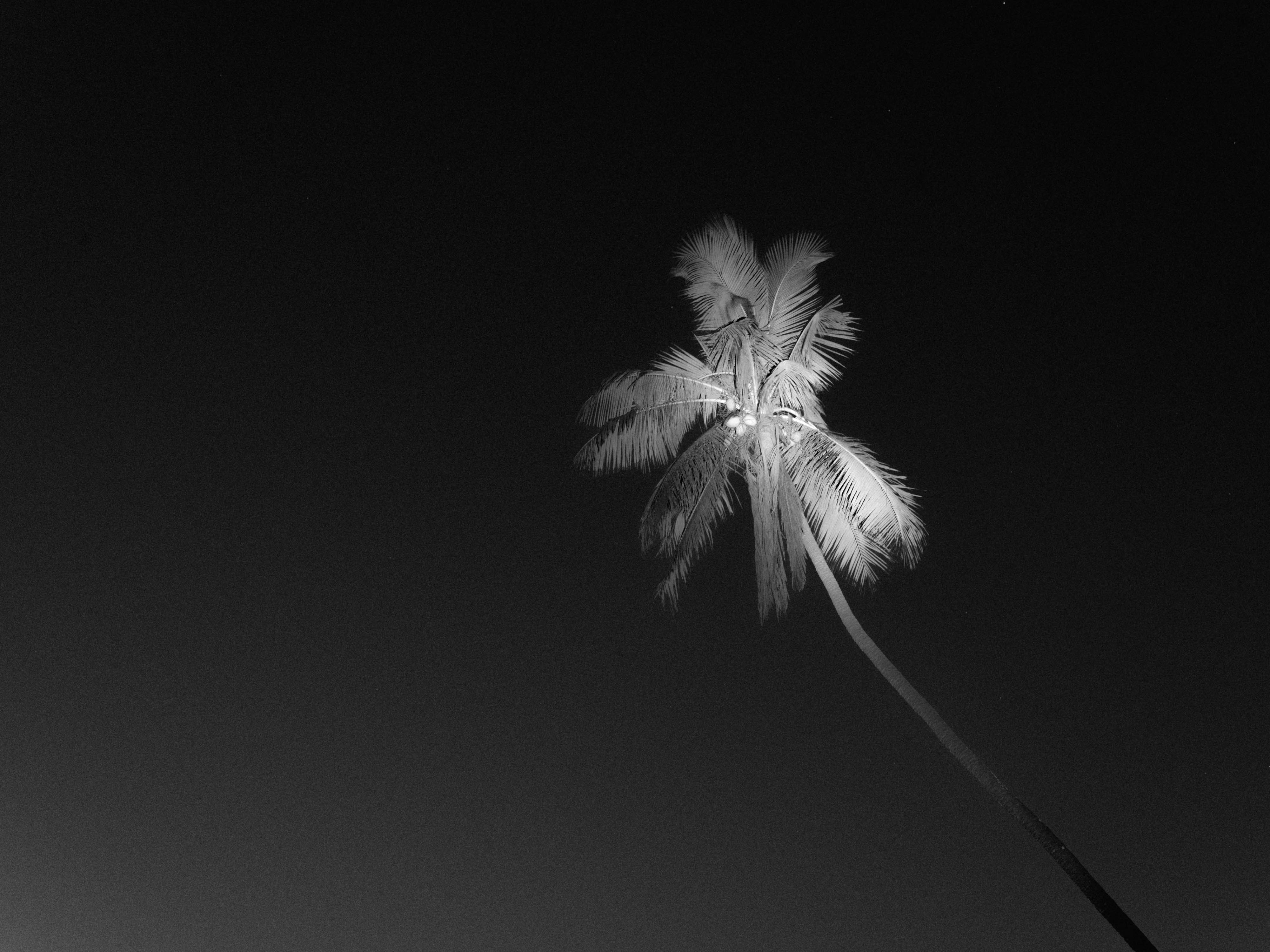 Zwart-wit foto van een palmboom bij nacht met een flitser die de palmtakken verlicht, gefotografeerd door Ian Howorth met een Hasselblad X1D II middenformaat camera.
