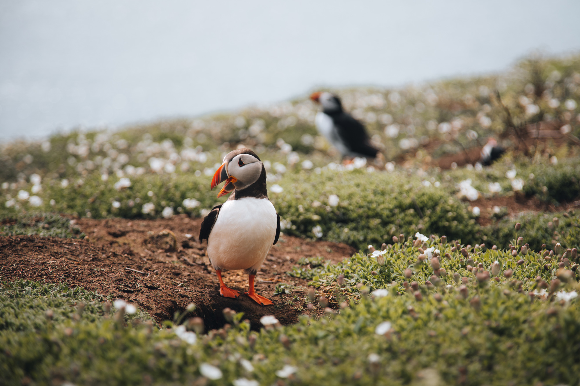 Zwei Papageientaucher im Gras auf der Insel Skomer, aufgenommen von Brock Jeffrey mit der Canon EOS 5D Mark IV.
